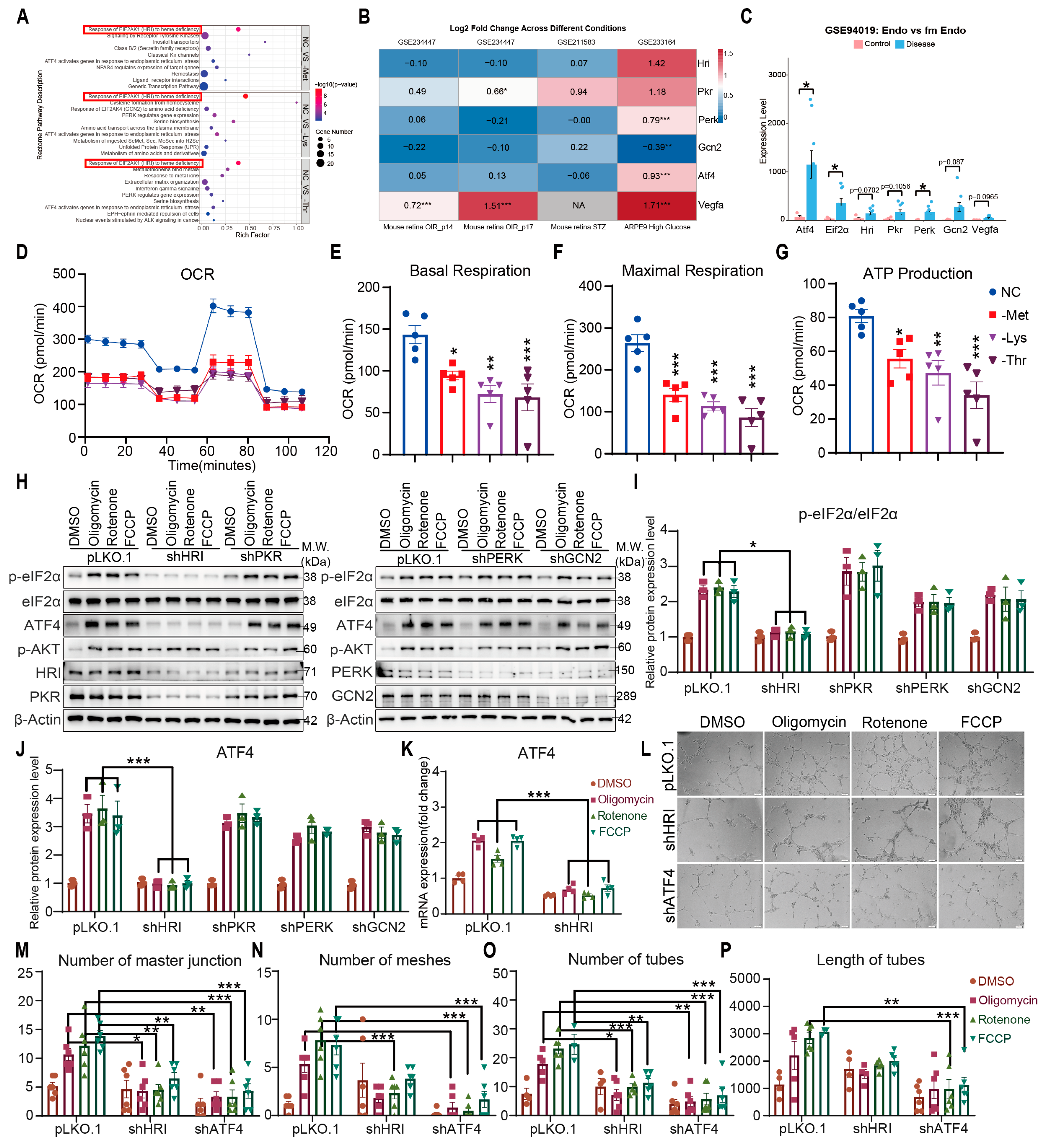 Nutrients 17 03006 g003 Nutrients 17 03006 g003