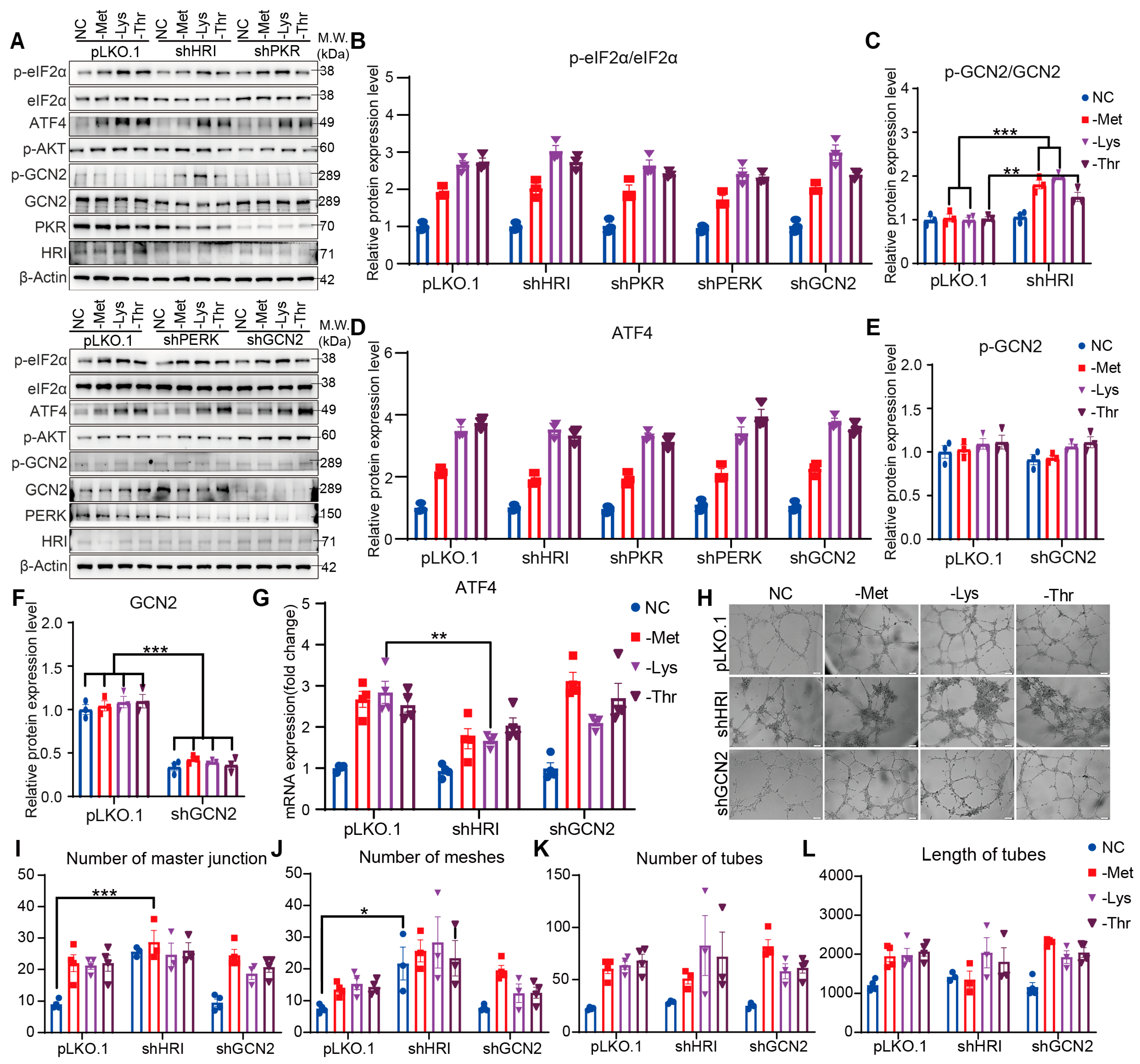 Nutrients 17 03006 g004 Nutrients 17 03006 g004