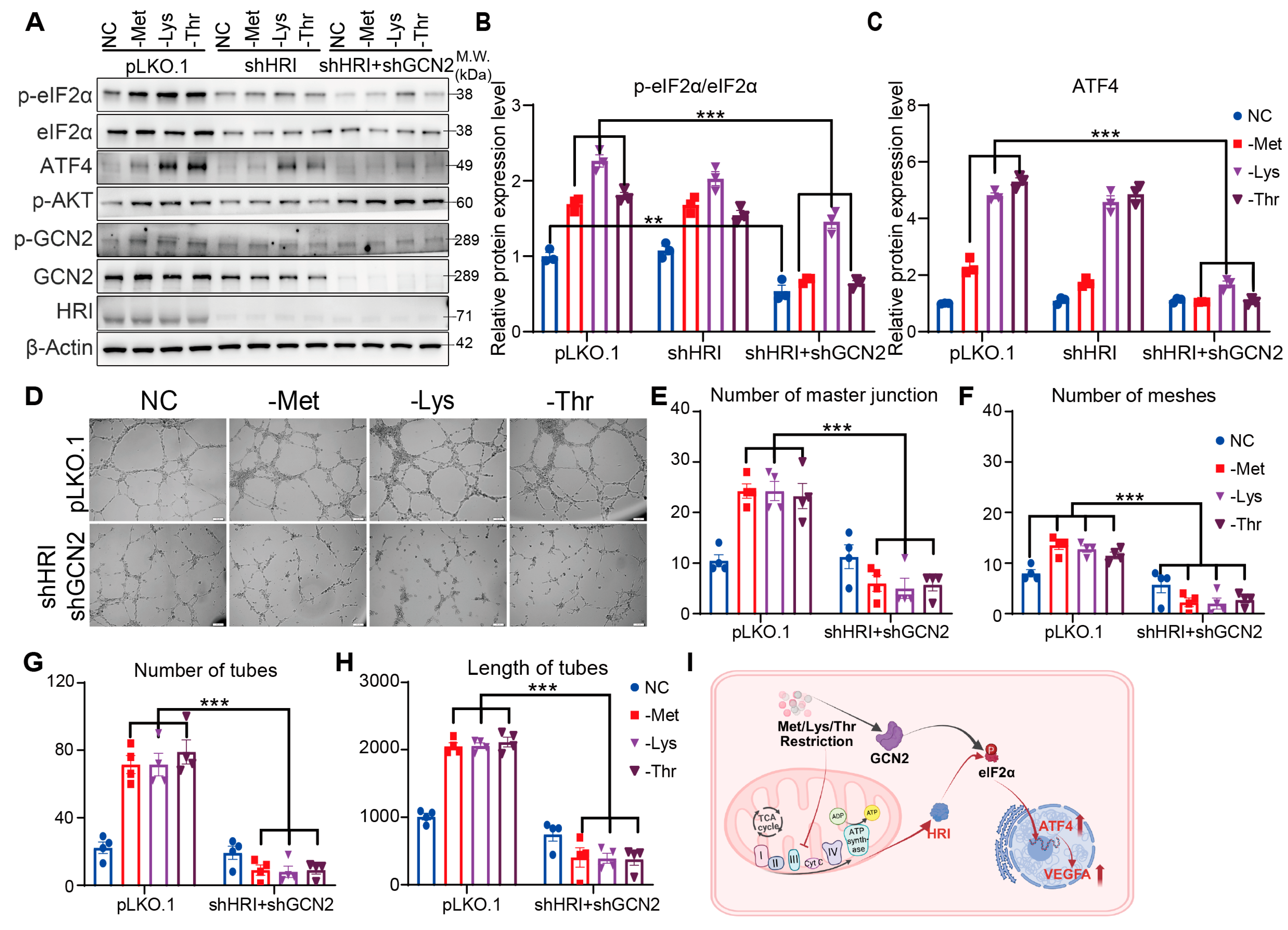 Nutrients 17 03006 g005 Nutrients 17 03006 g005