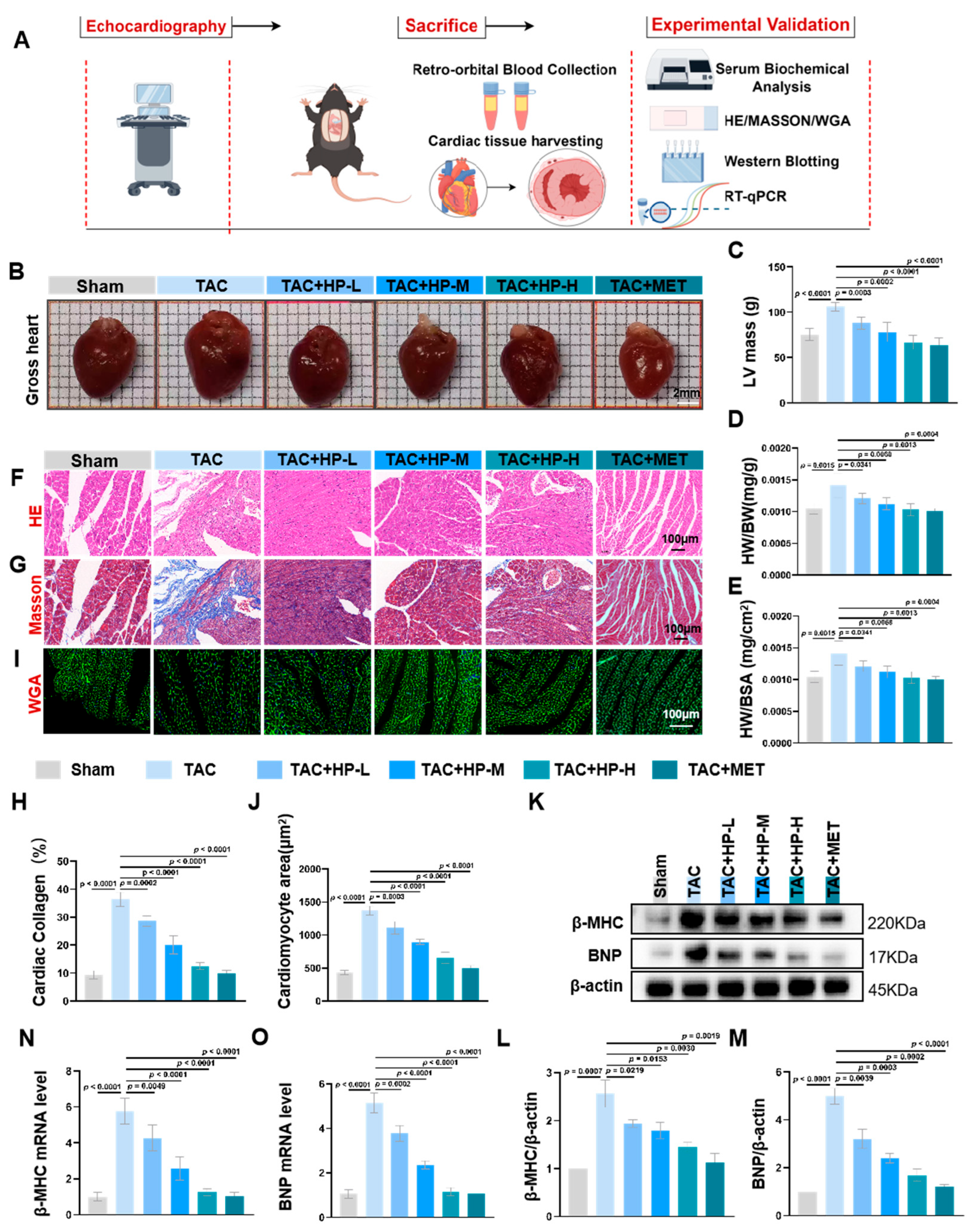 Nutrients 17 03025 g002 Nutrients 17 03025 g002