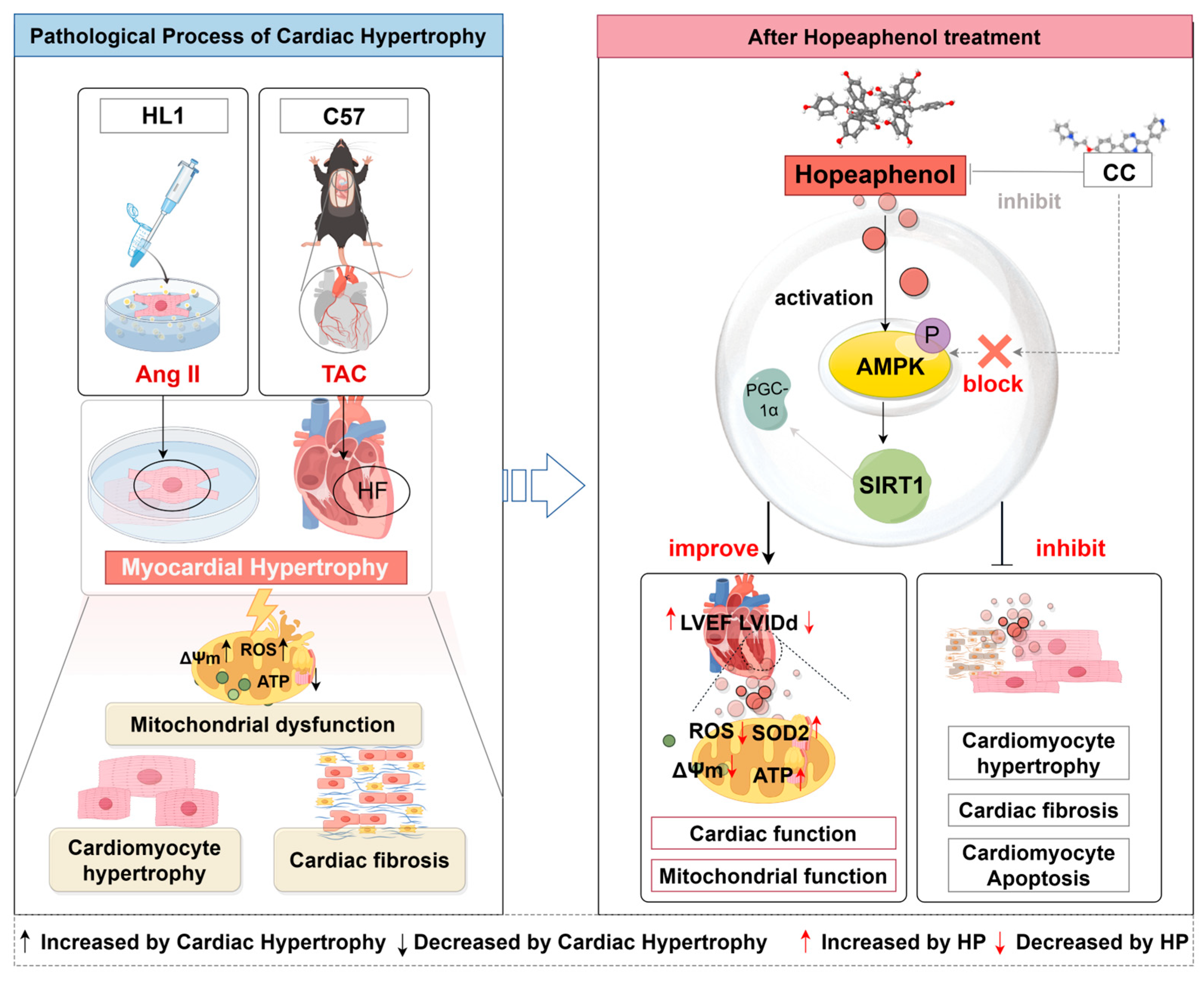 Nutrients 17 03025 g008 Nutrients 17 03025 g008