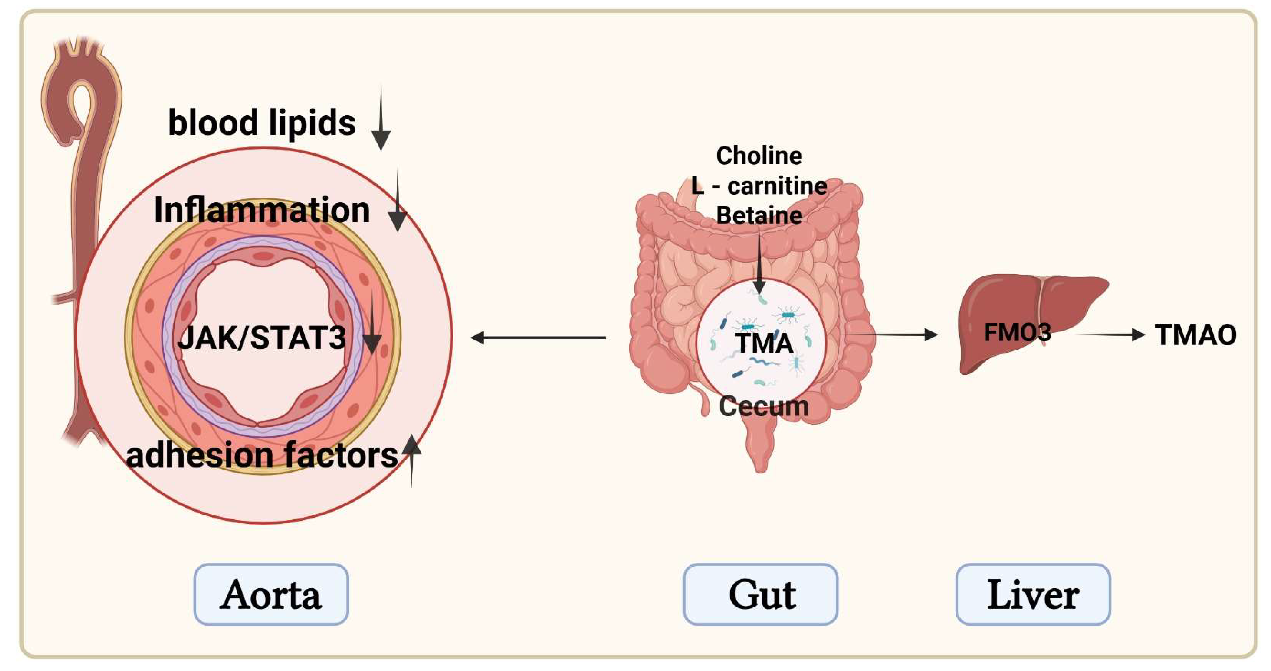 Nutrients 17 03027 g007 Nutrients 17 03027 g007
