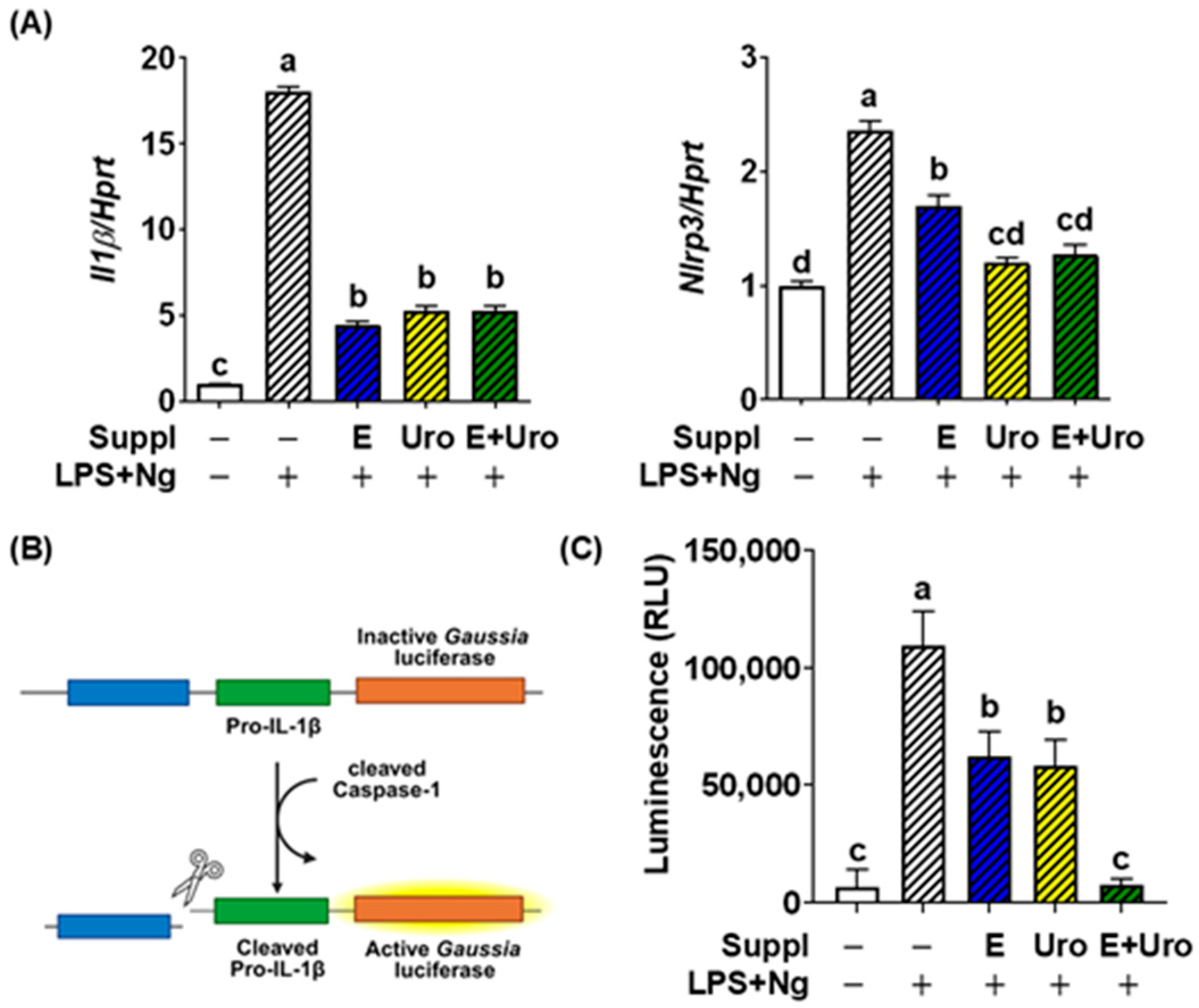 Nutrients 17 03063 g001