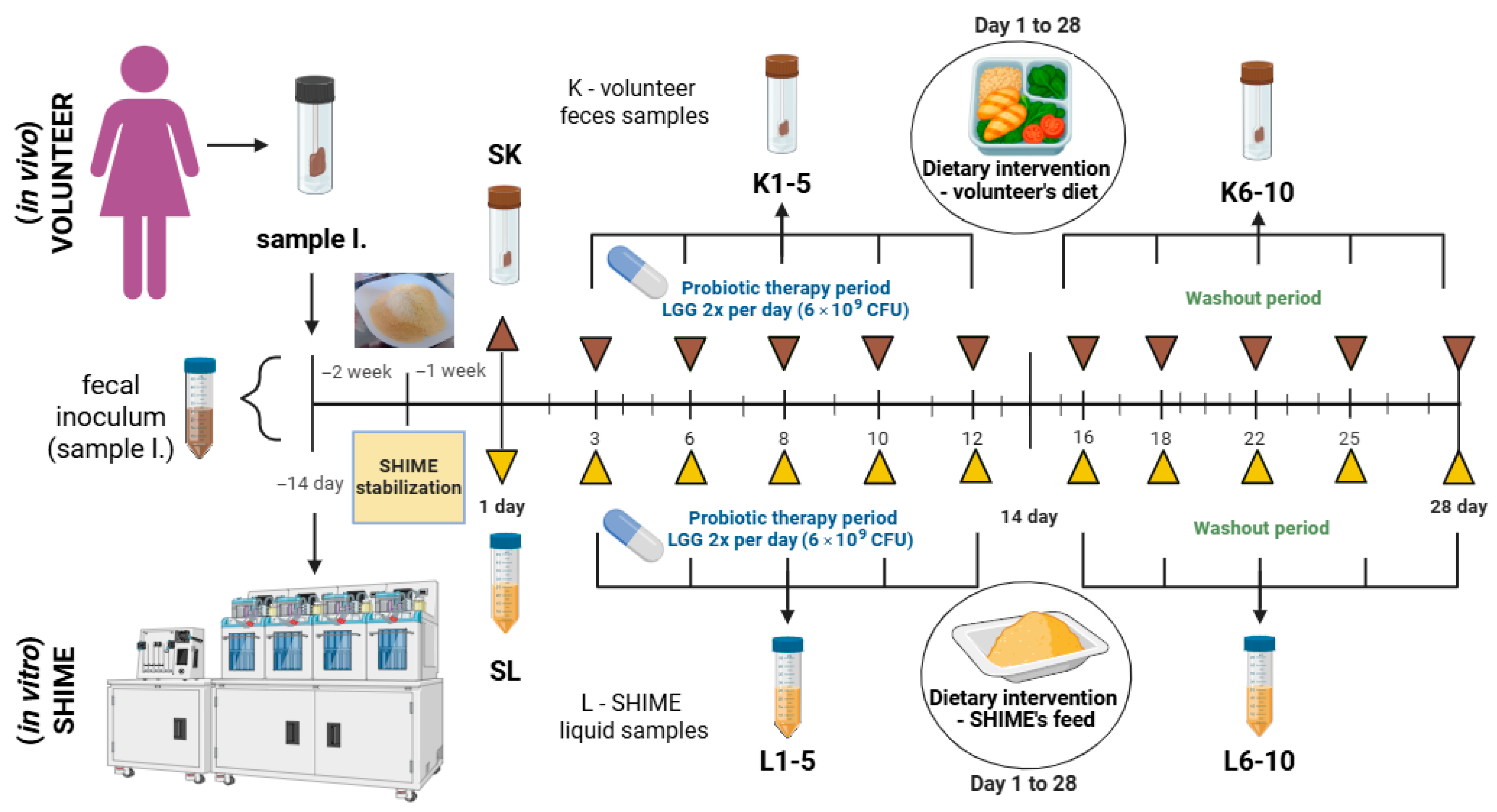 Nutrients 17 03093 g001 Nutrients 17 03093 g001