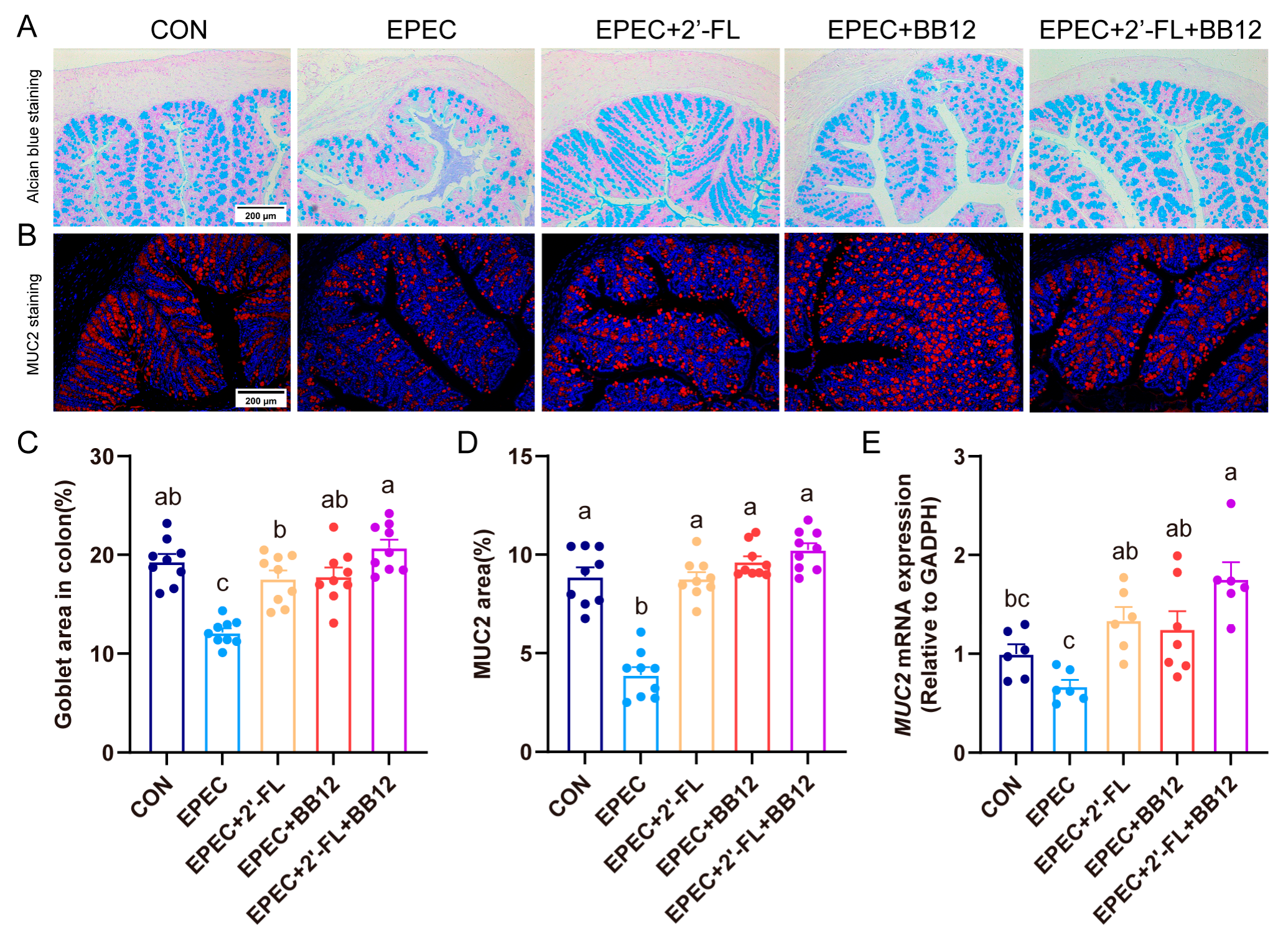Nutrients 17 03099 g003 Nutrients 17 03099 g003
