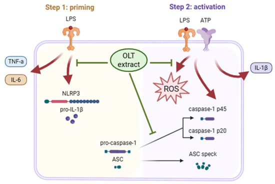Potential Therapeutic Effects of Oolong Tea Phytochemicals