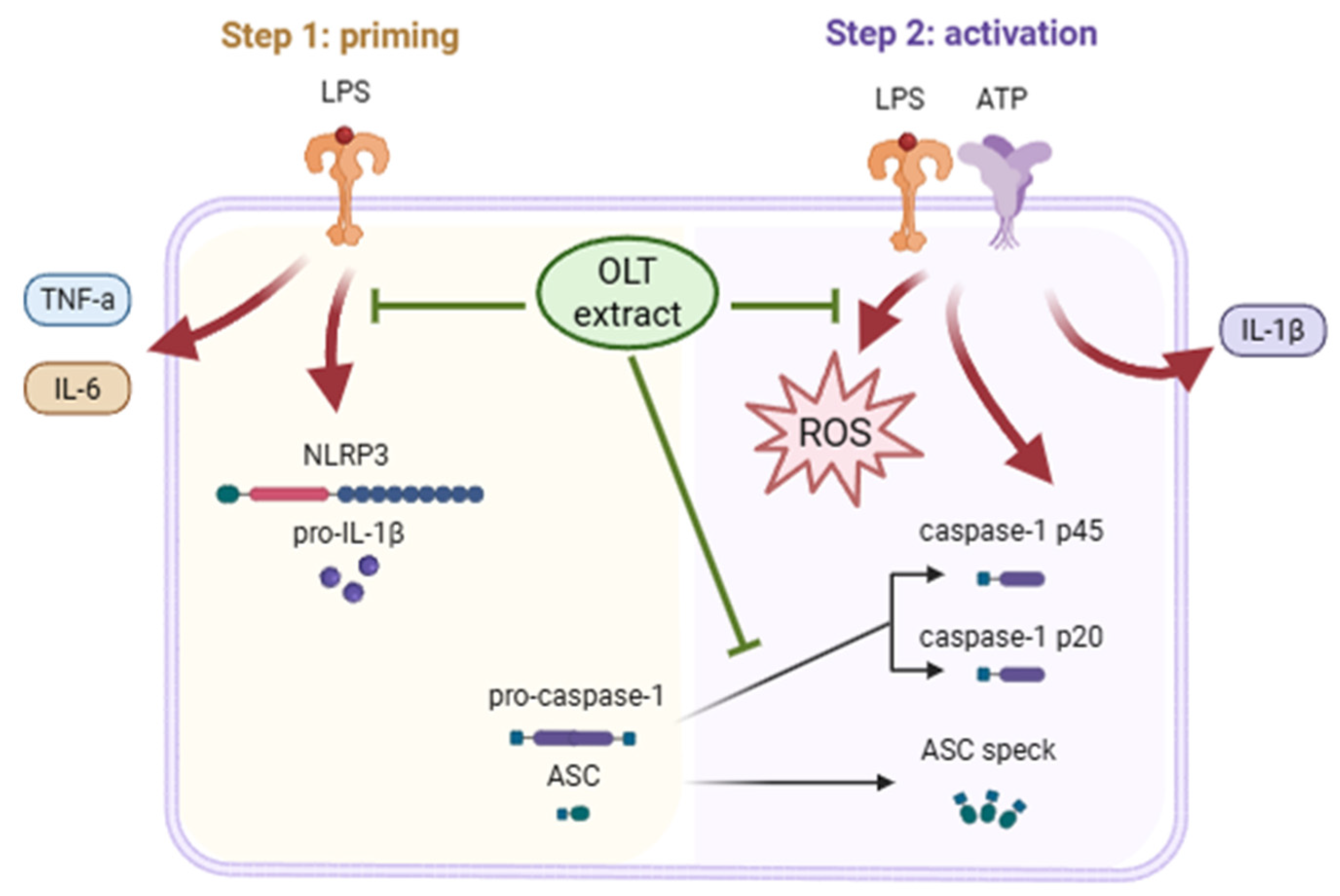 Nutrients 17 03106 g001