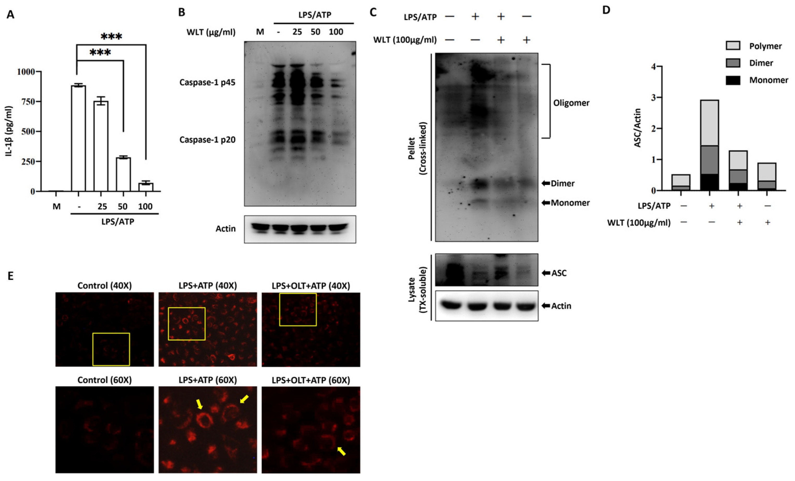 Nutrients 17 03106 g003