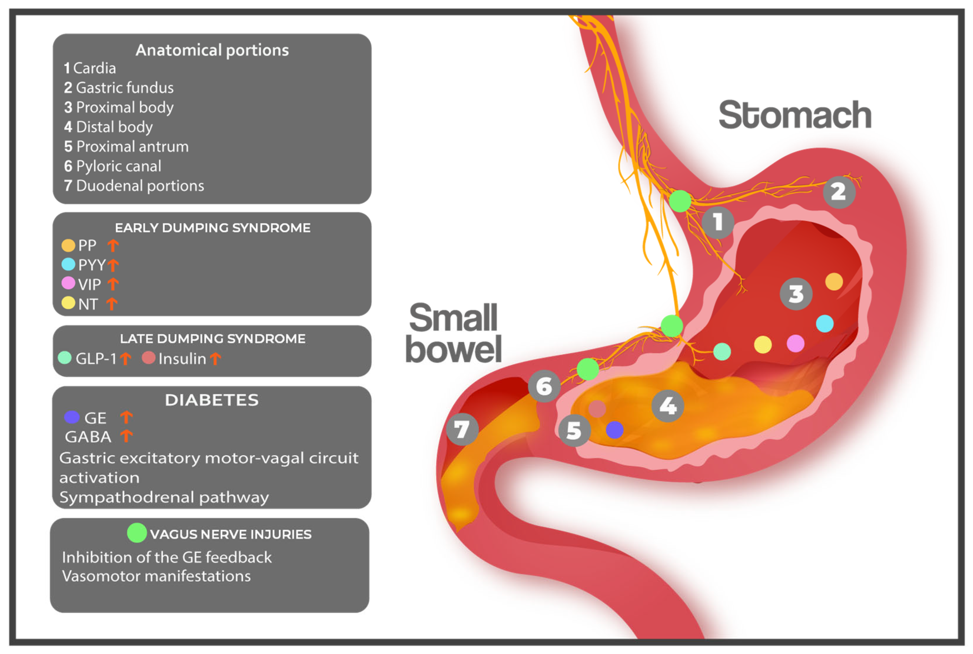 Nutrients 17 03123 g001 Nutrients 17 03123 g001