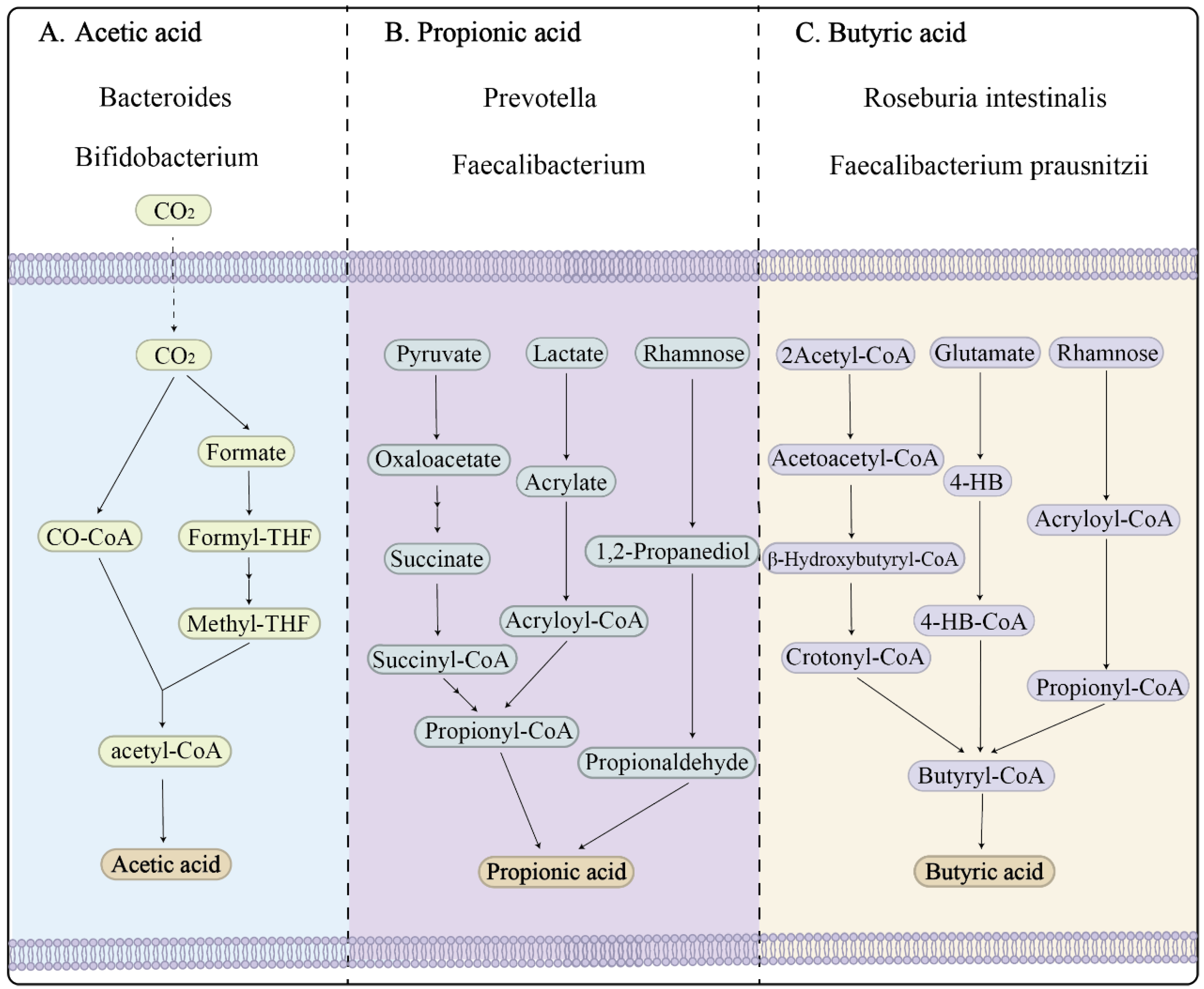 Nutrients 17 03150 g001 Nutrients 17 03150 g001