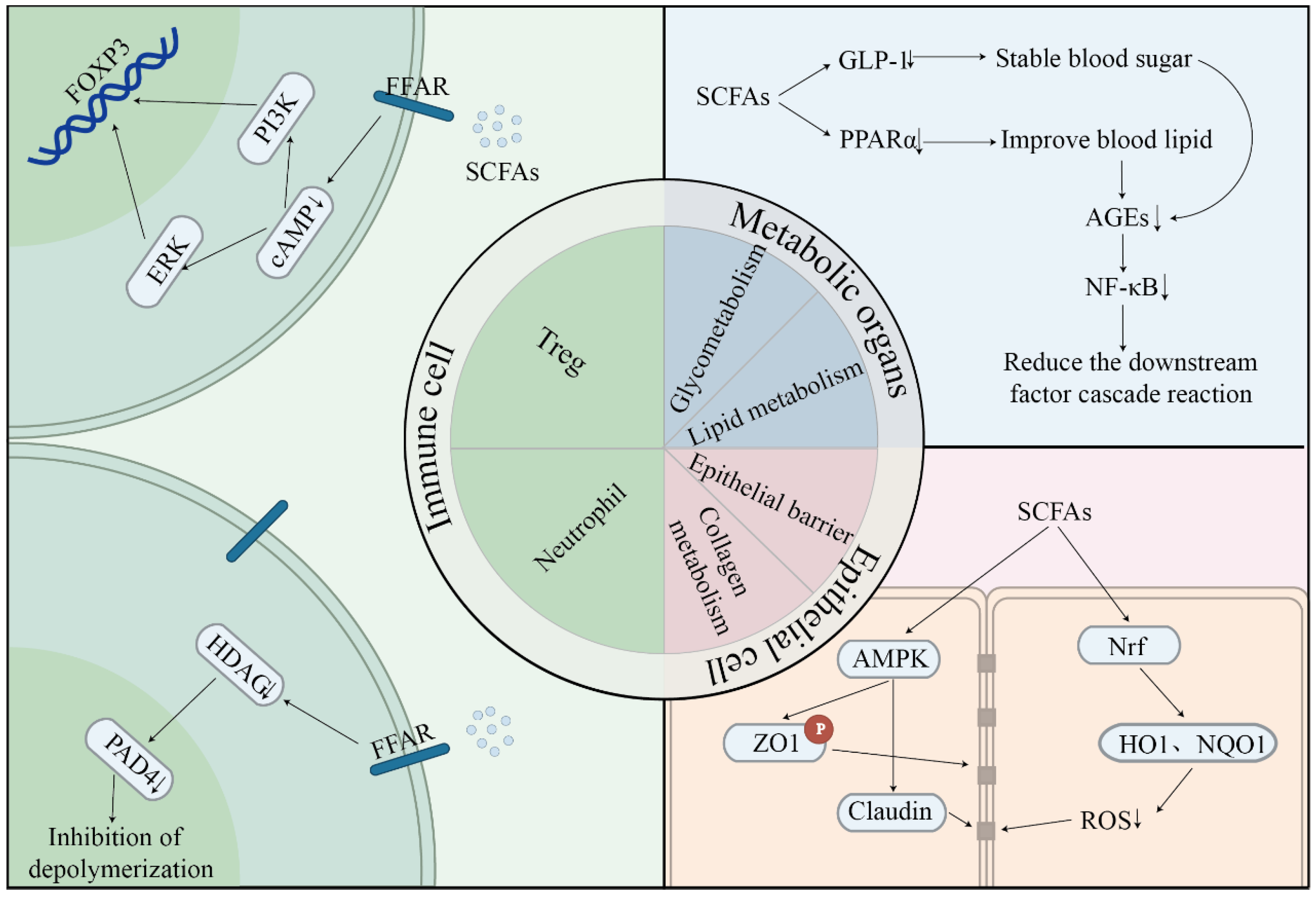 Nutrients 17 03150 g002 Nutrients 17 03150 g002