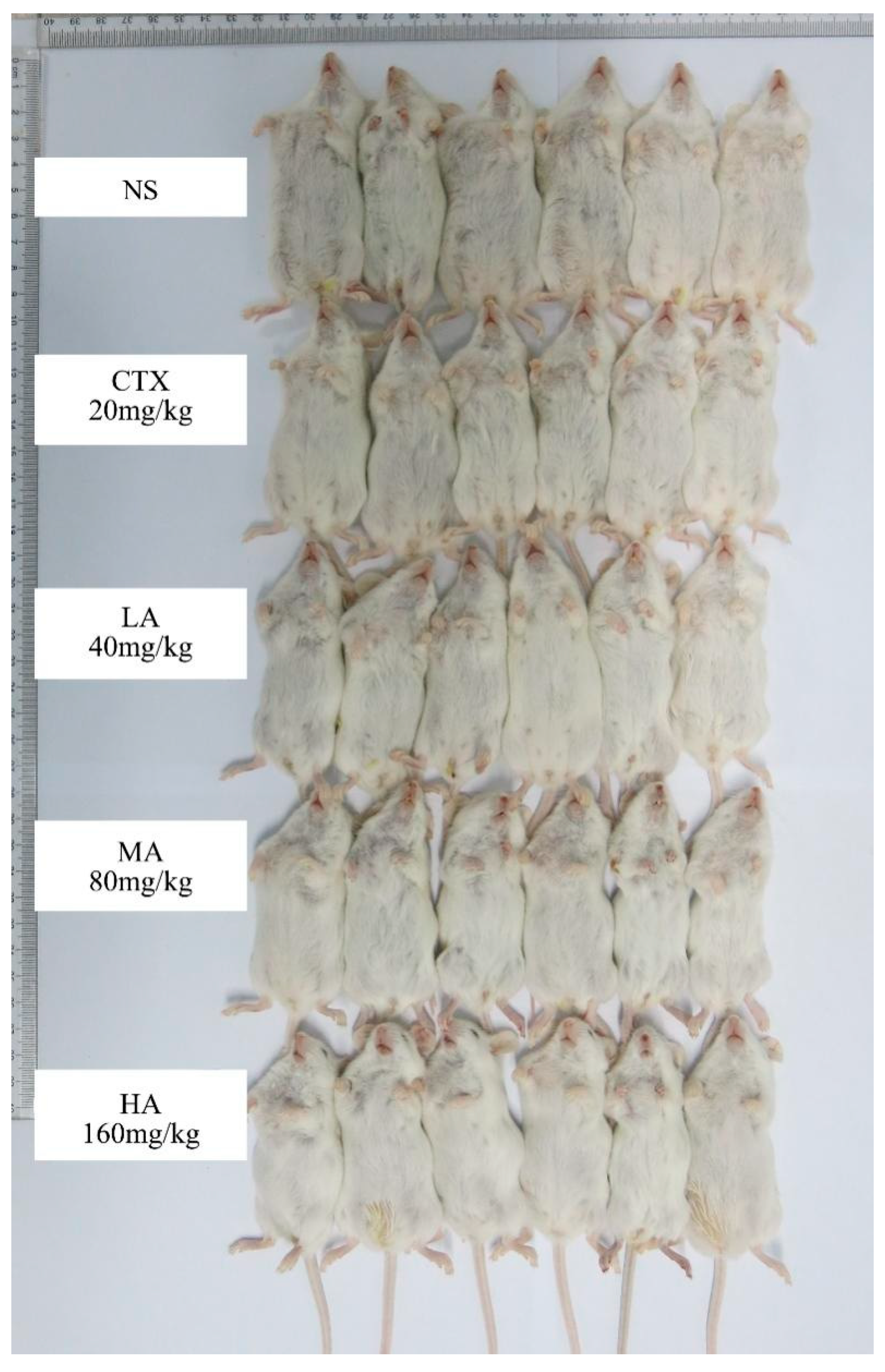 Nutrients 17 03151 g0a2 Nutrients 17 03151 g0a2