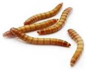 Nutrients 17 03165 i005 Nutrients 17 03165 i005