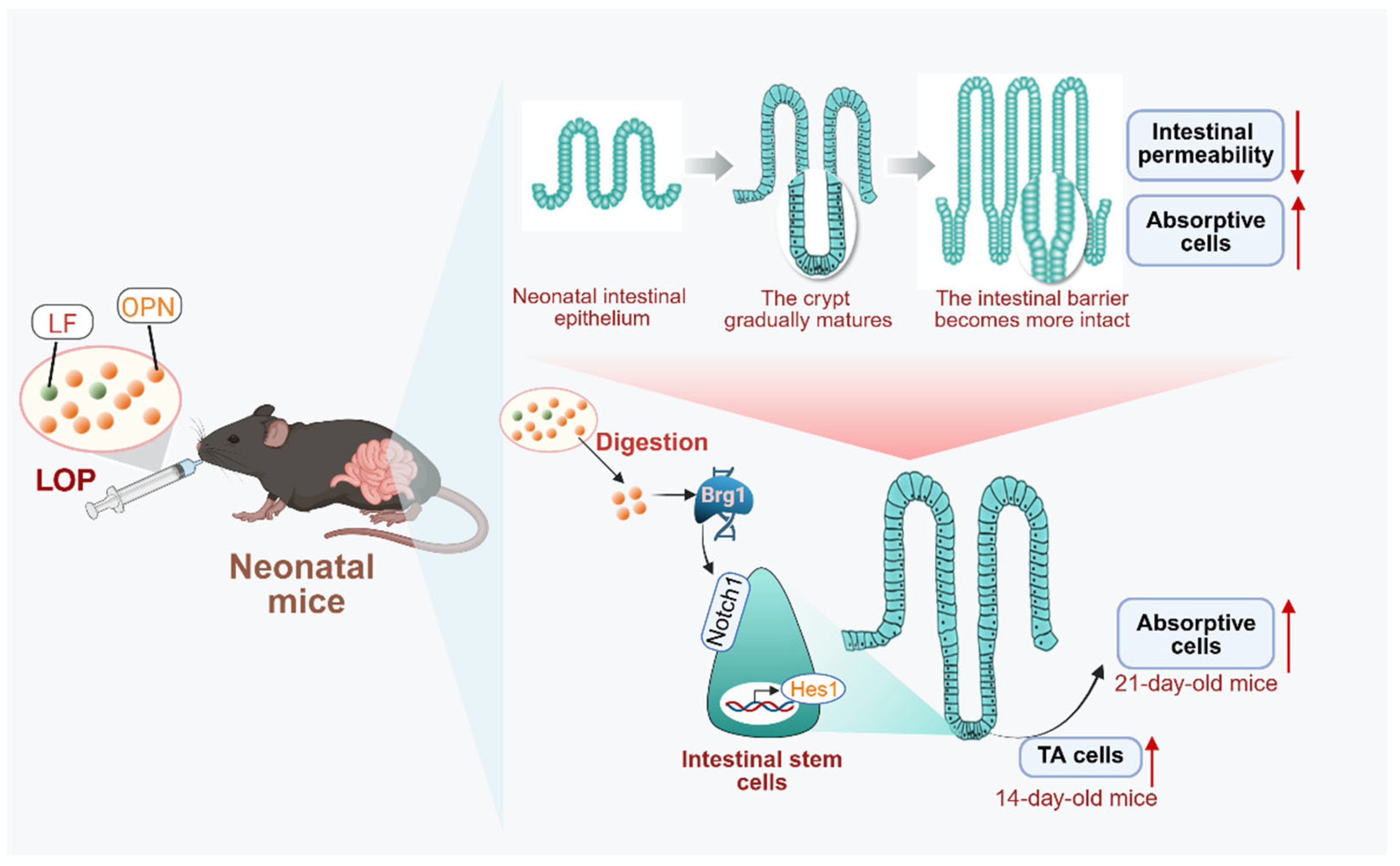 Nutrients 17 03176 g007