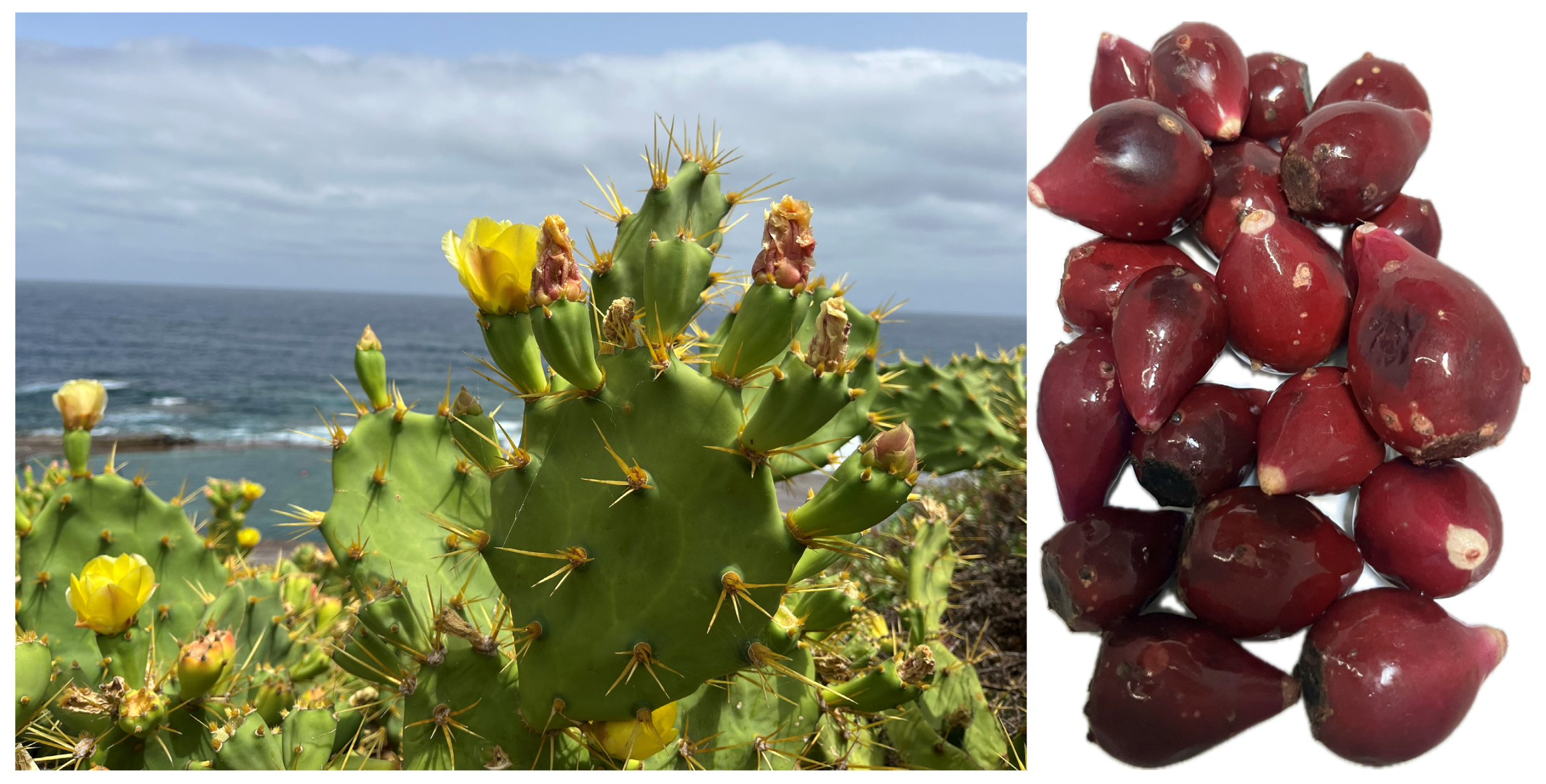 Nutrients 17 03178 g001