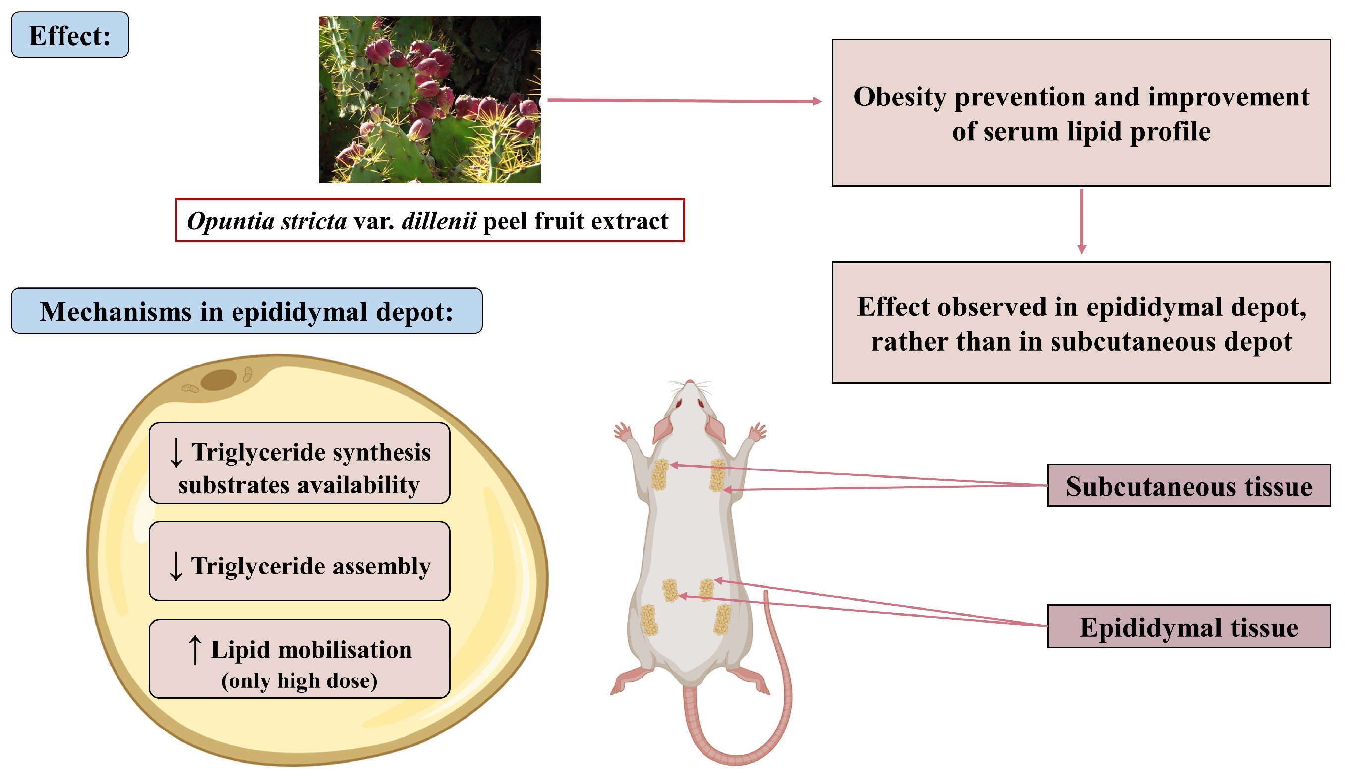 Nutrients 17 03178 g011