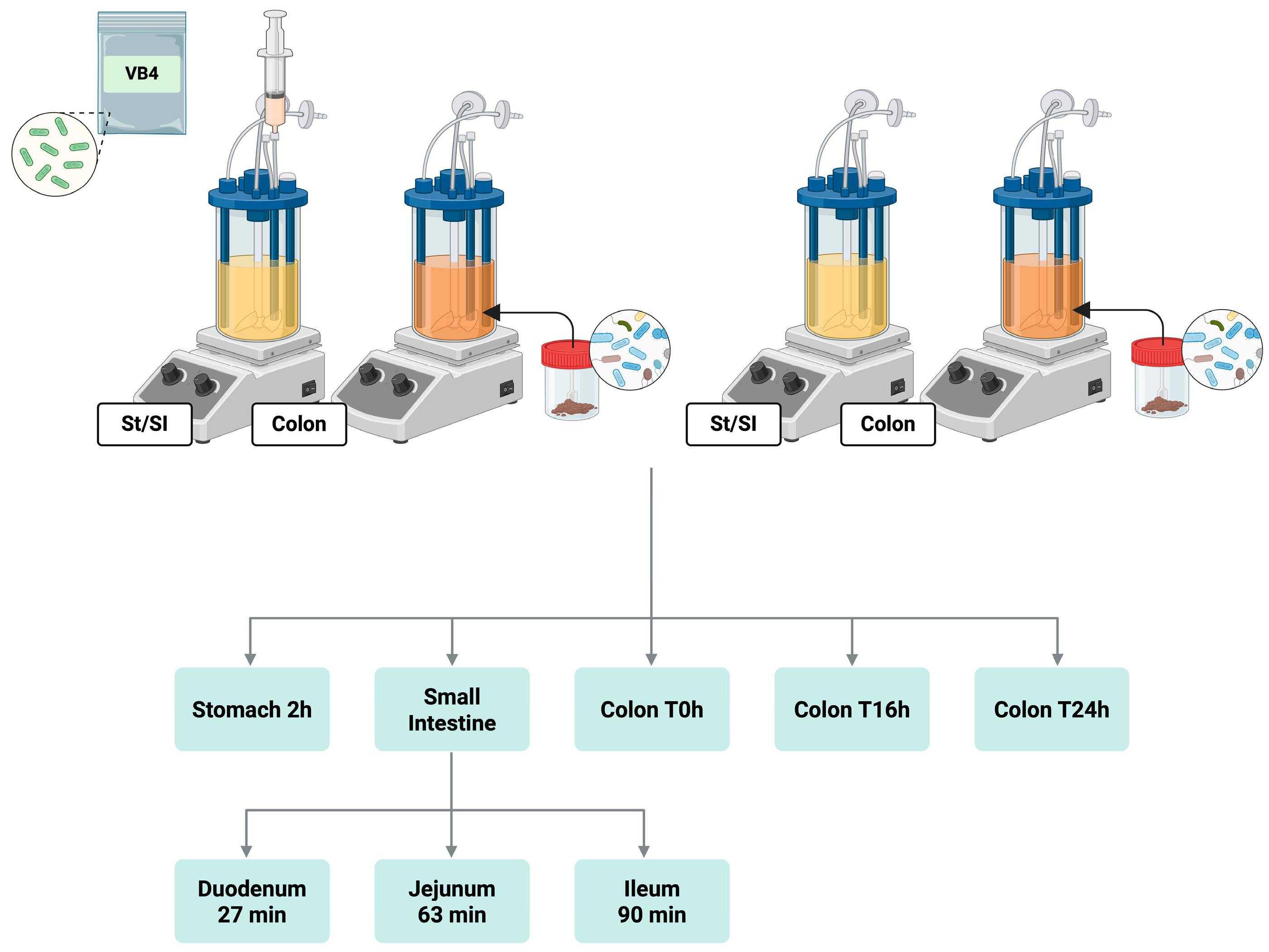 Nutrients 17 03179 g001 Nutrients 17 03179 g001
