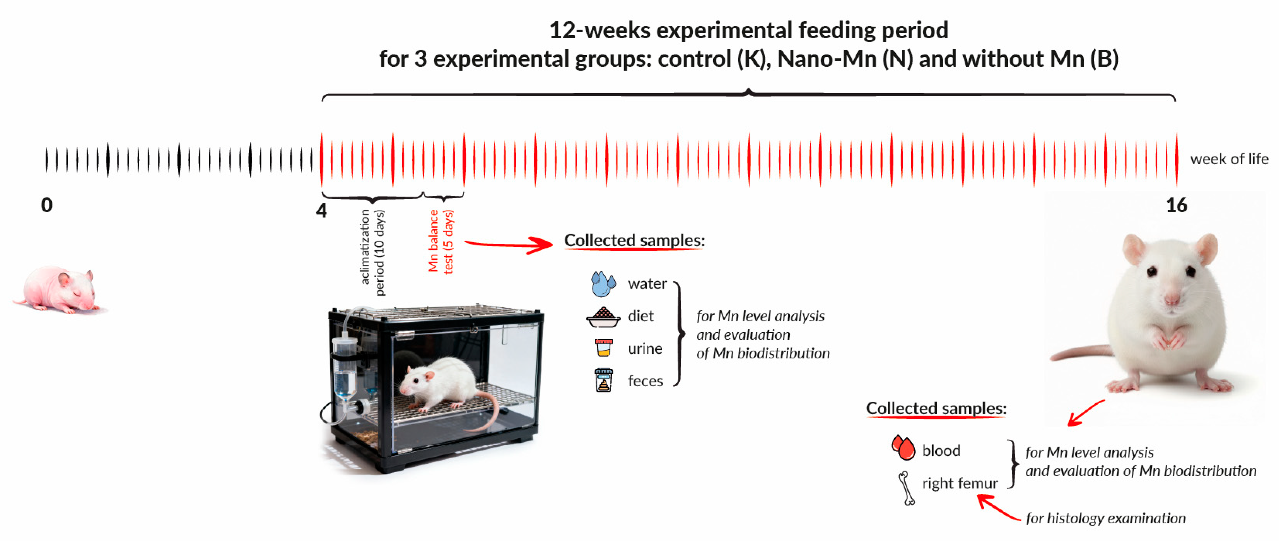 Nutrients 17 03184 g001 Nutrients 17 03184 g001