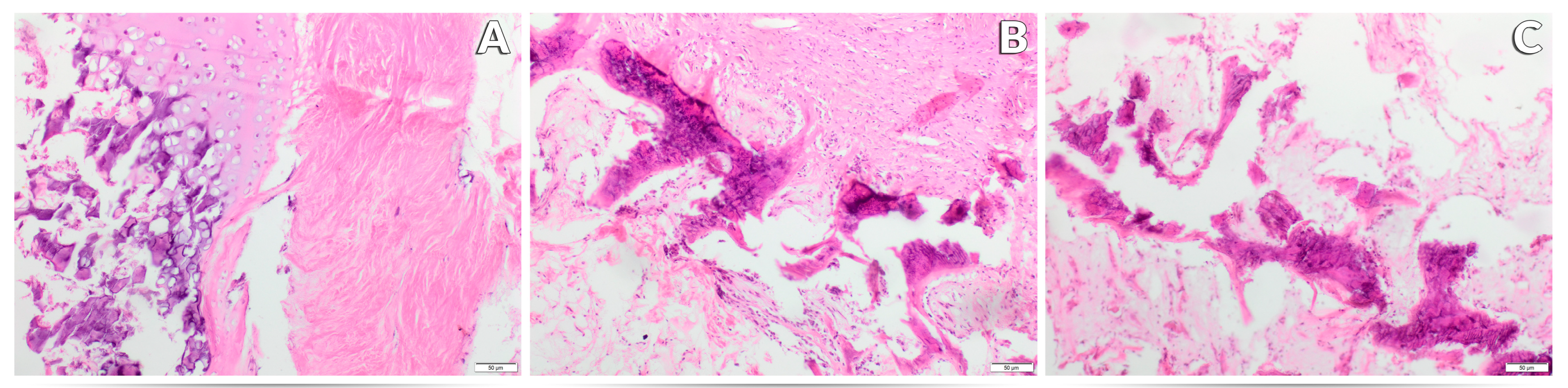 Nutrients 17 03184 g005 Nutrients 17 03184 g005