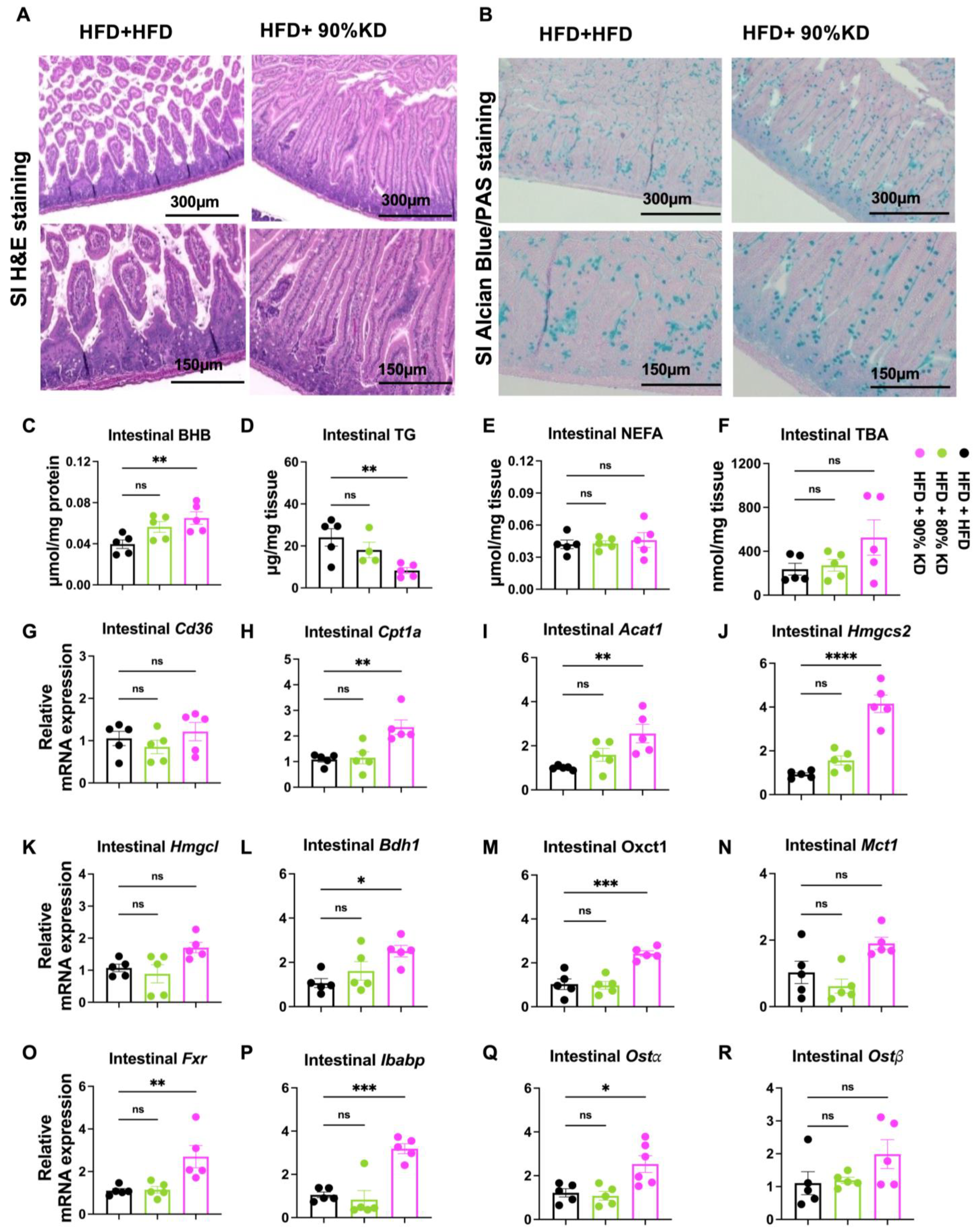 Nutrients 17 03203 g006 Nutrients 17 03203 g006