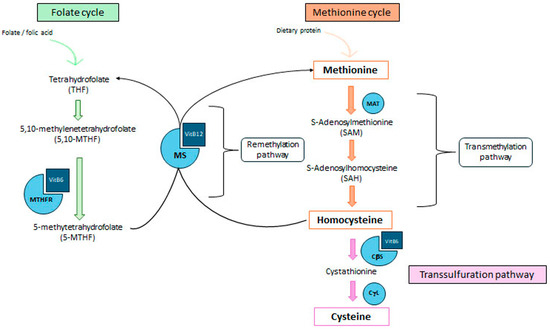 glutathione fertility vancouver Effects of Homocysteine Circulating Levels on Human Spontaneous and In Vitro Fertilization Outcomes: A Literature Review coming-soon