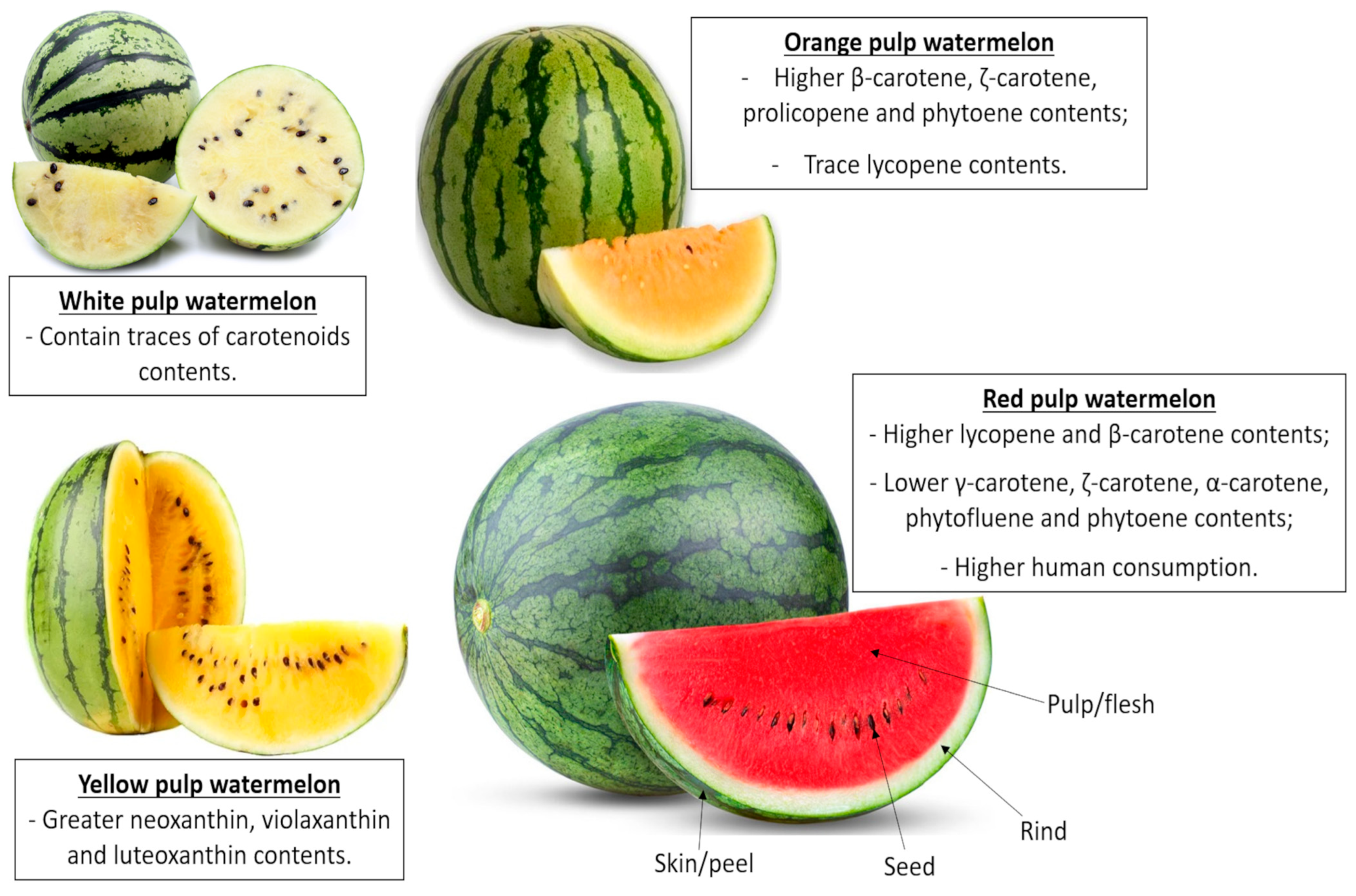 Nutrients 17 03221 g001 Nutrients 17 03221 g001