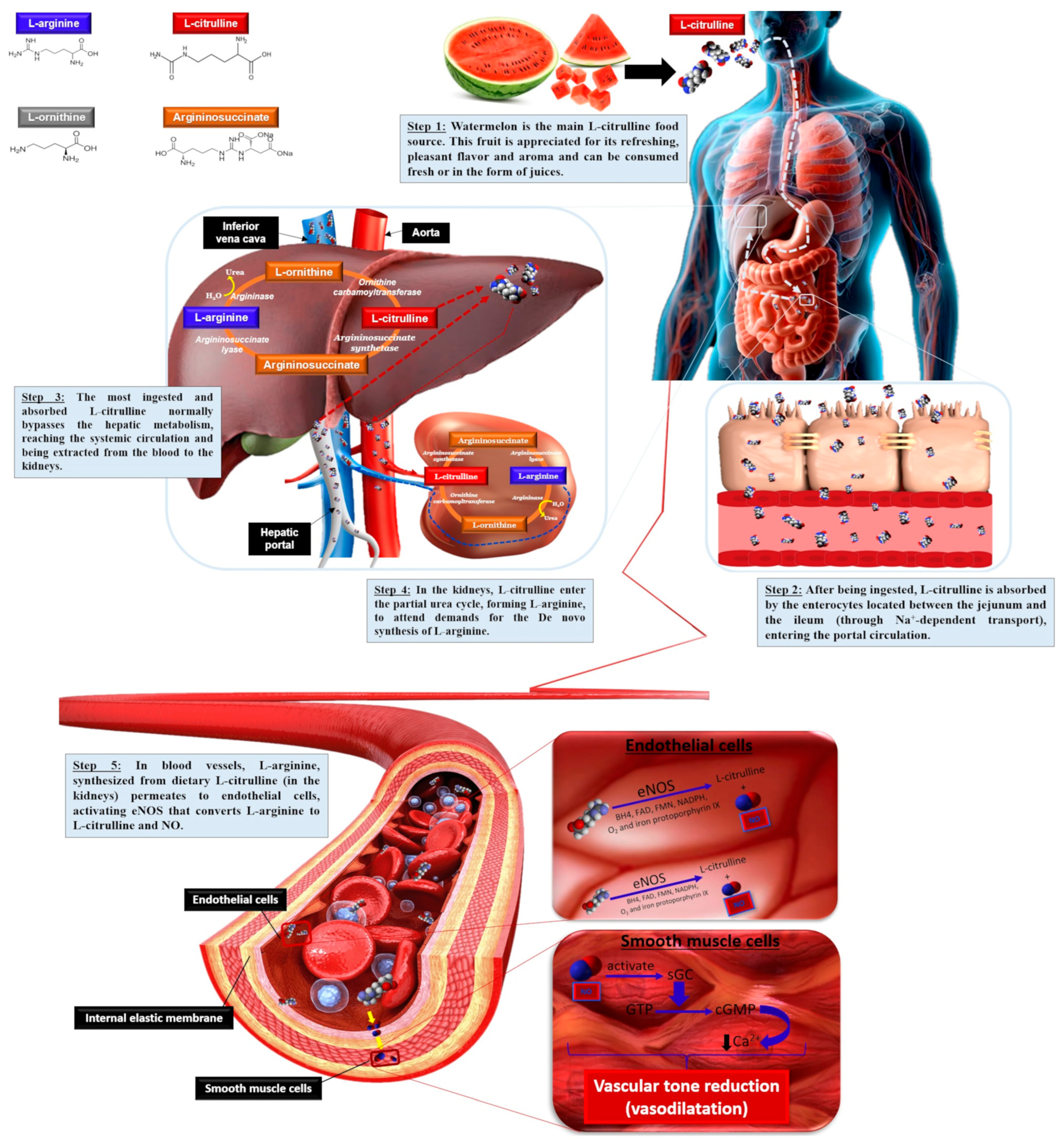 Nutrients 17 03221 g002 Nutrients 17 03221 g002