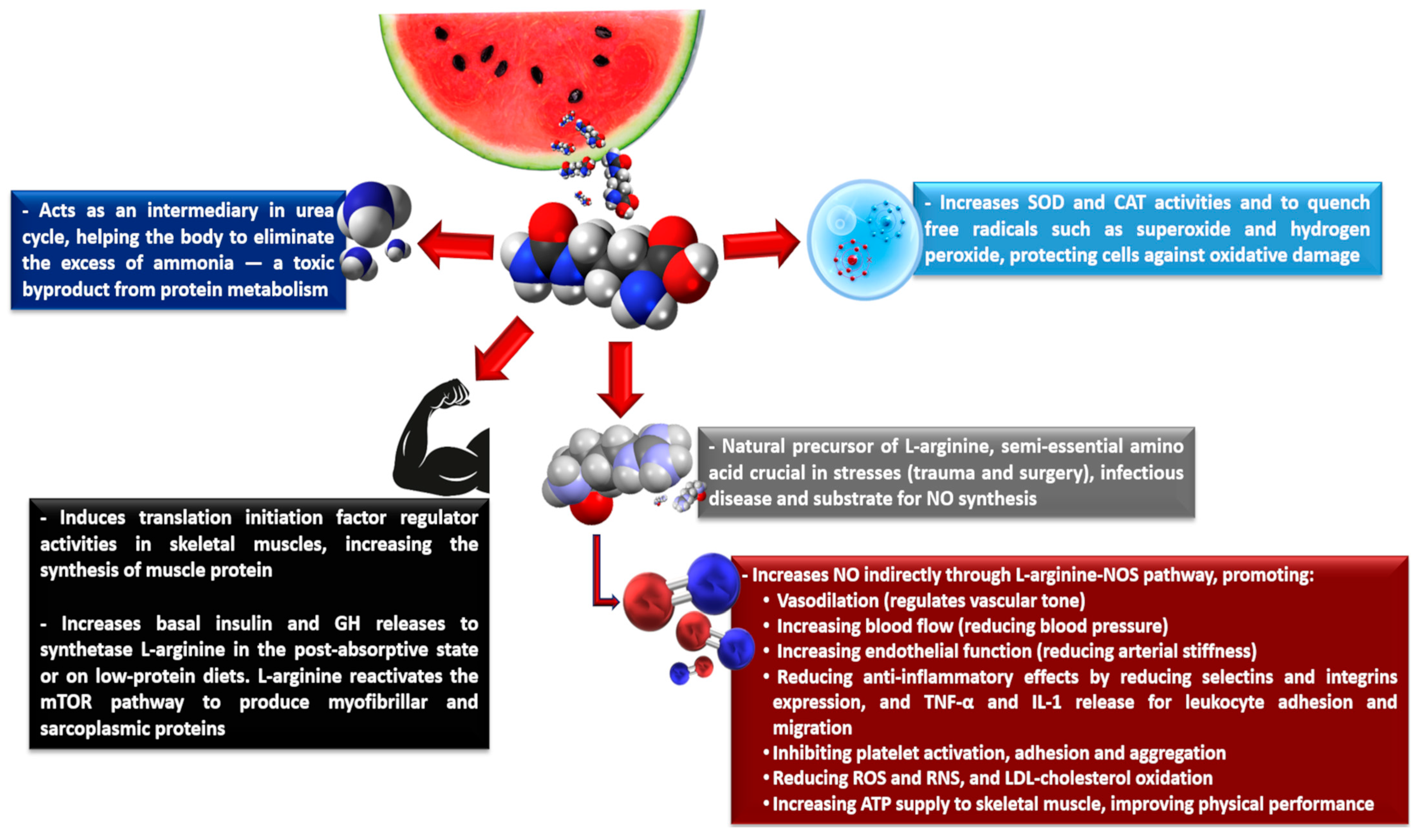 Nutrients 17 03221 g003 Nutrients 17 03221 g003