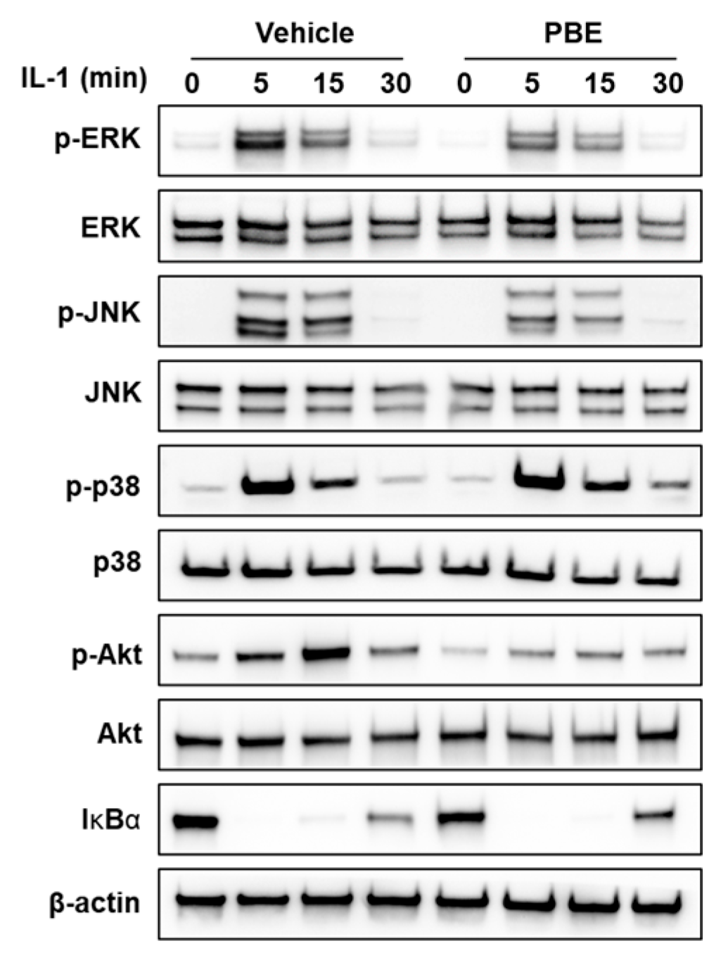 Nutrients 17 03273 g003 Nutrients 17 03273 g003