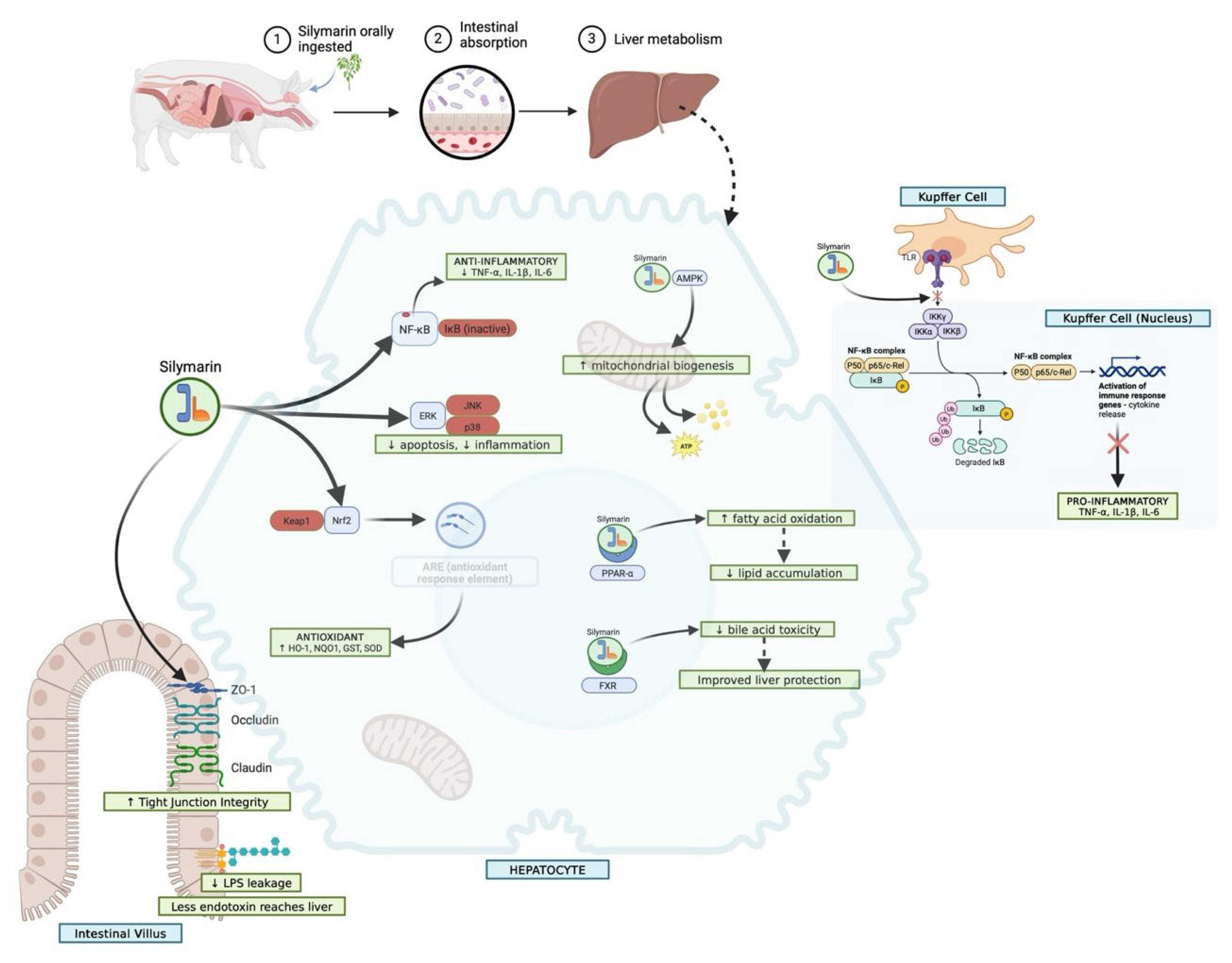 Nutrients 17 03278 g004