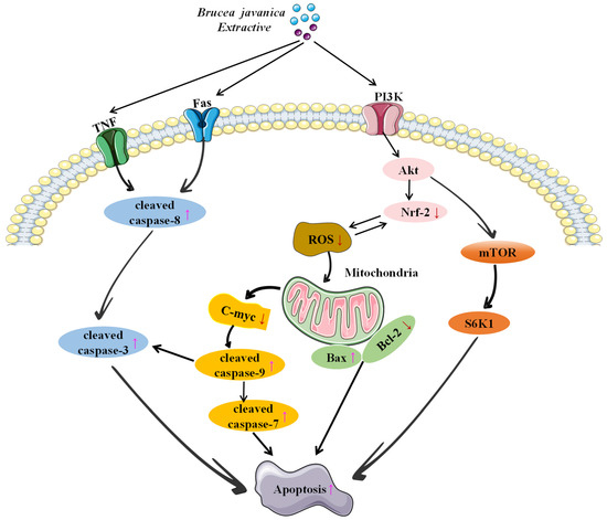 Potential of Traditional Chinese Medicine Brucea javanica in