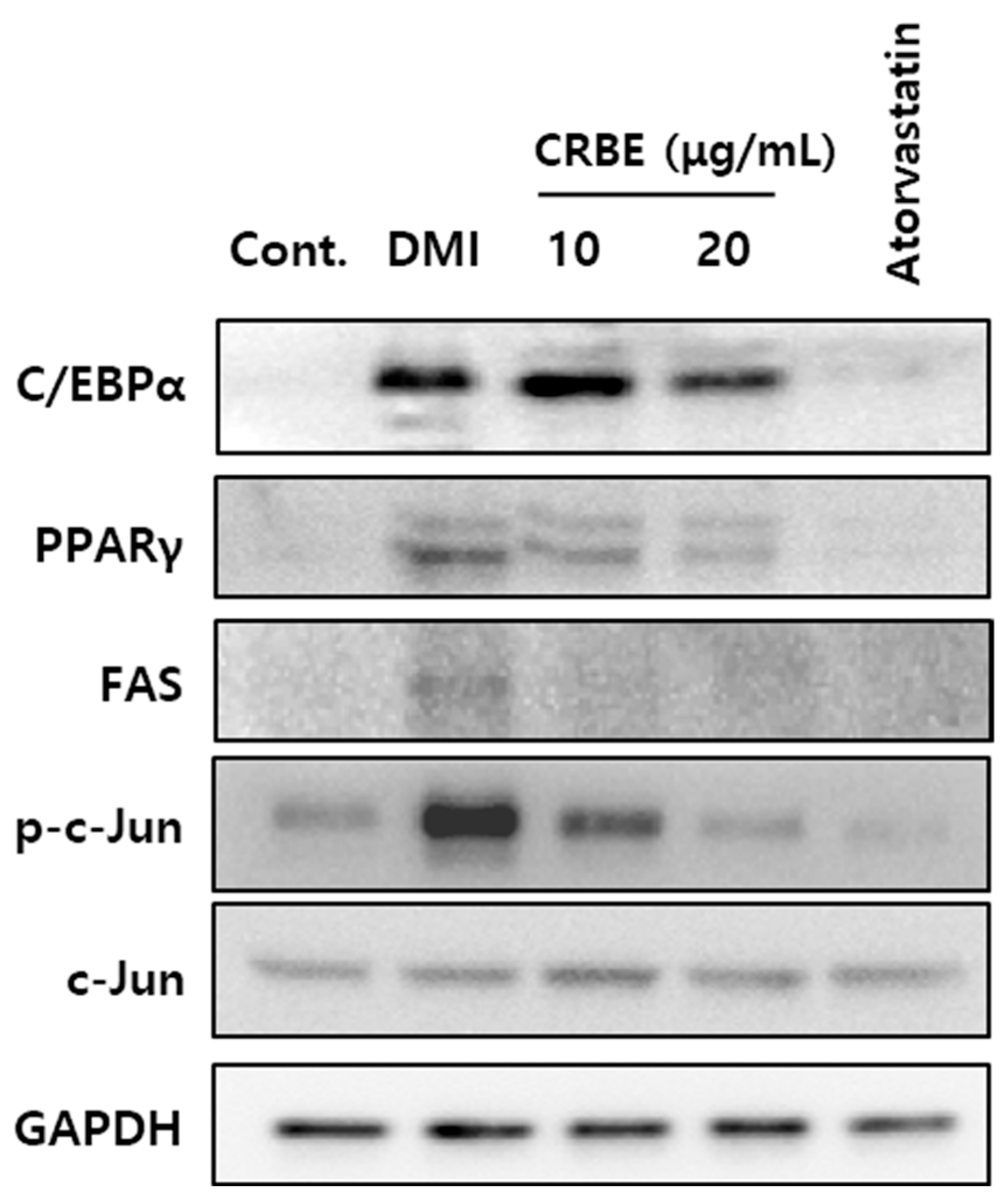 Nutrients 17 03322 g005