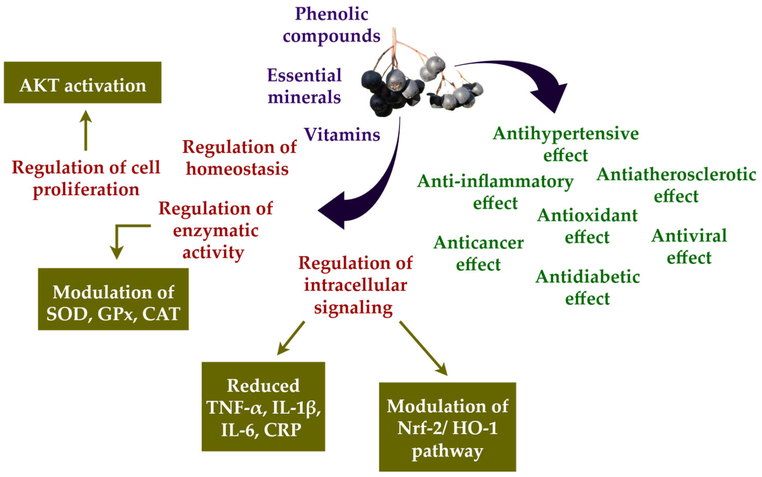Nutrients 17 03333 g001 Nutrients 17 03333 g001