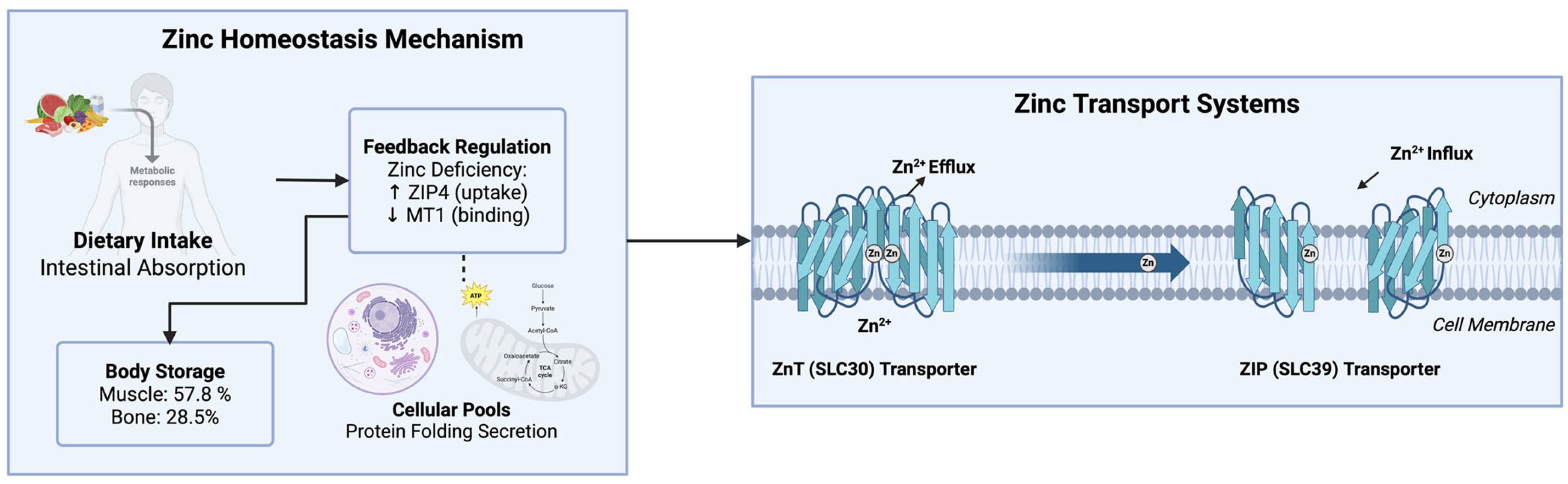 Nutrients 17 03375 g001 Nutrients 17 03375 g001
