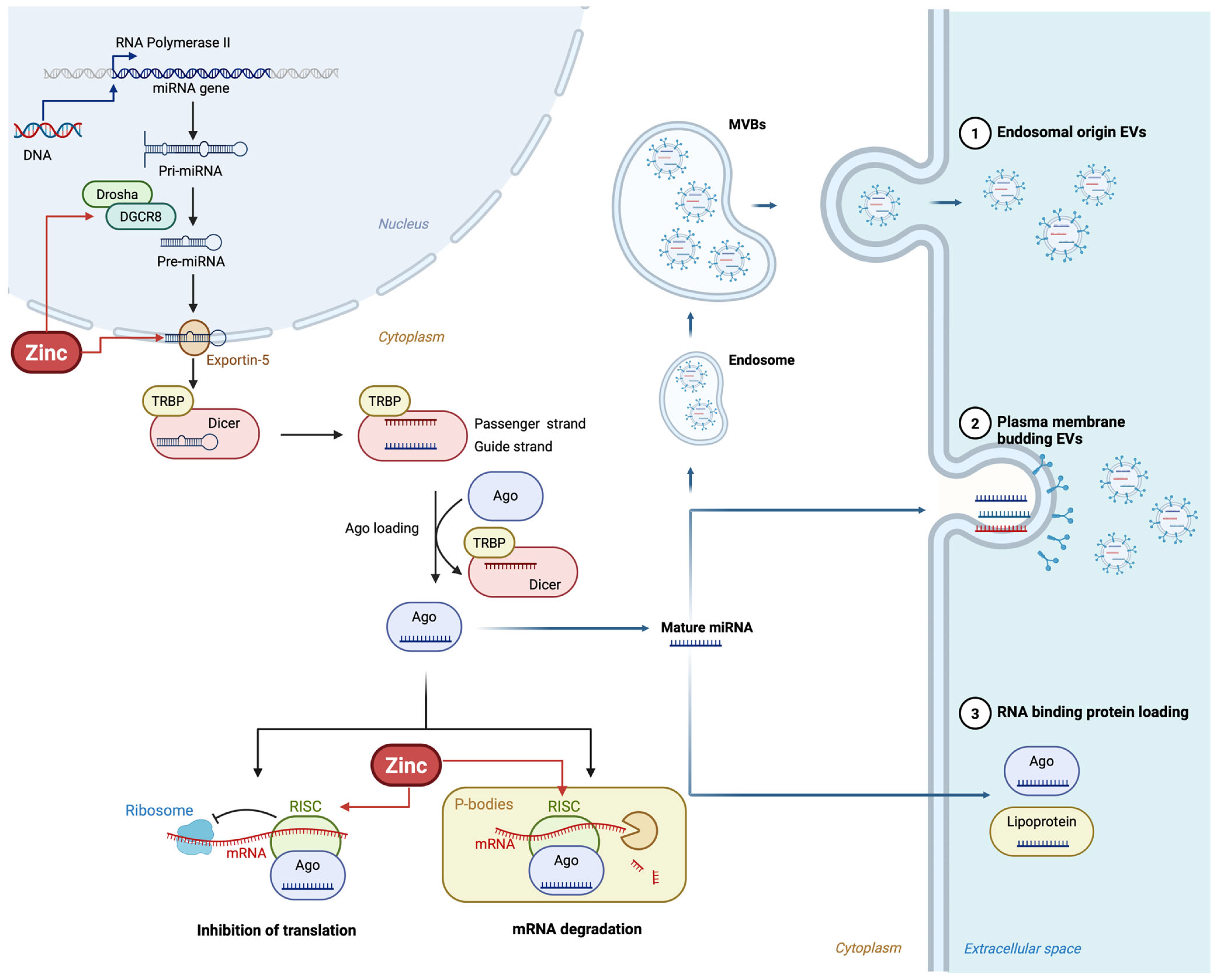 Nutrients 17 03375 g003 Nutrients 17 03375 g003
