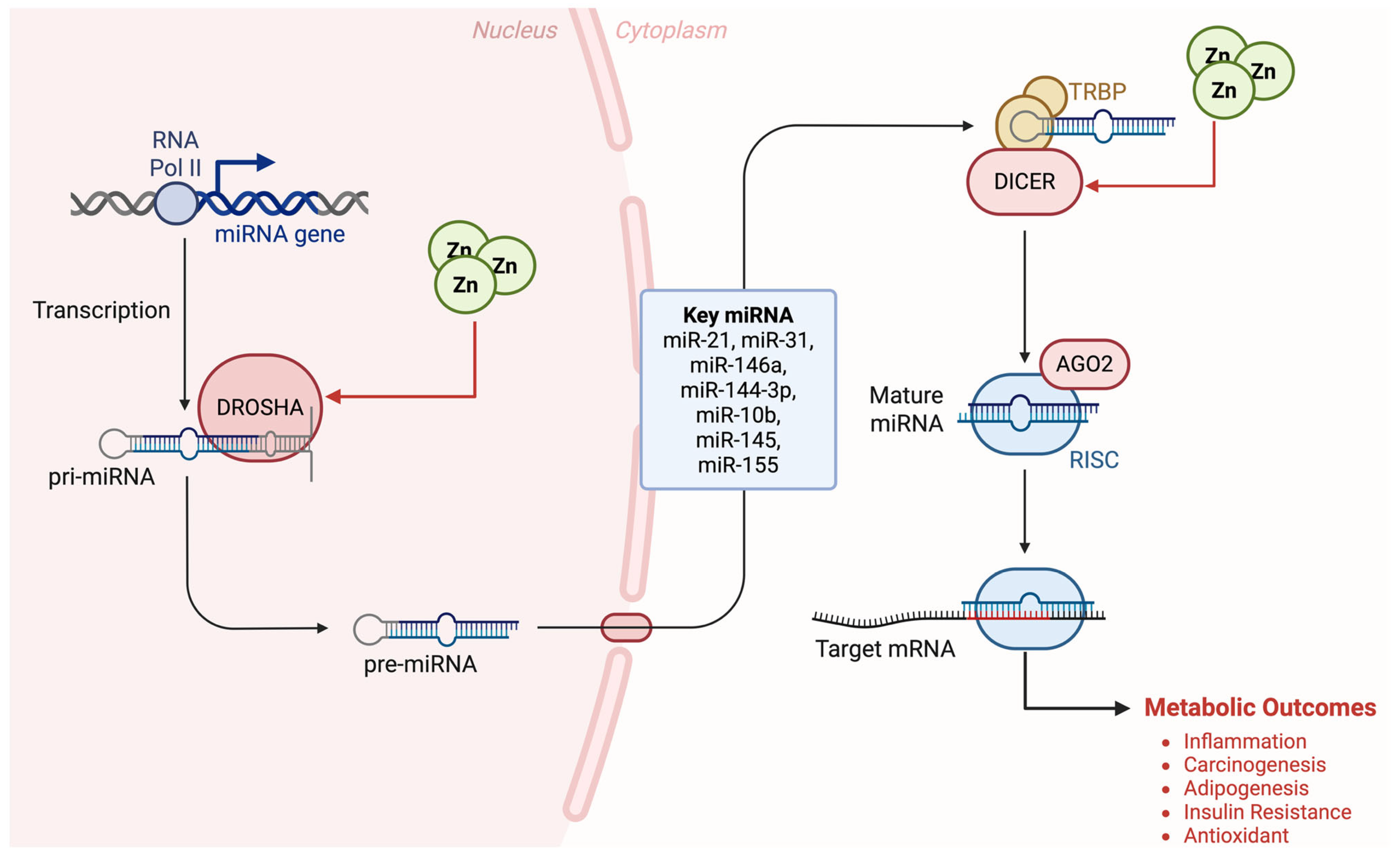 Nutrients 17 03375 g004 Nutrients 17 03375 g004