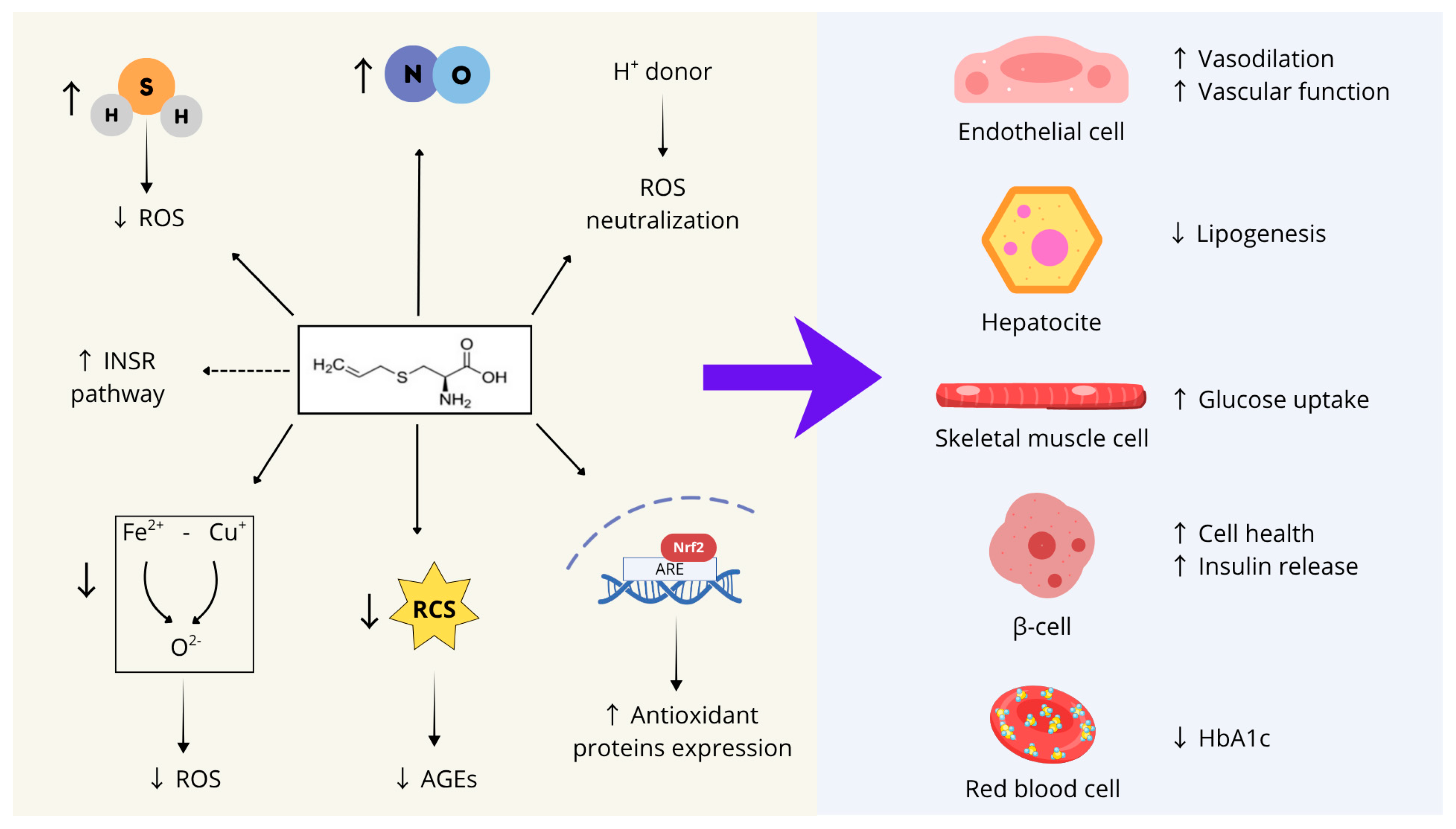 Nutrients 17 03394 g002 Nutrients 17 03394 g002