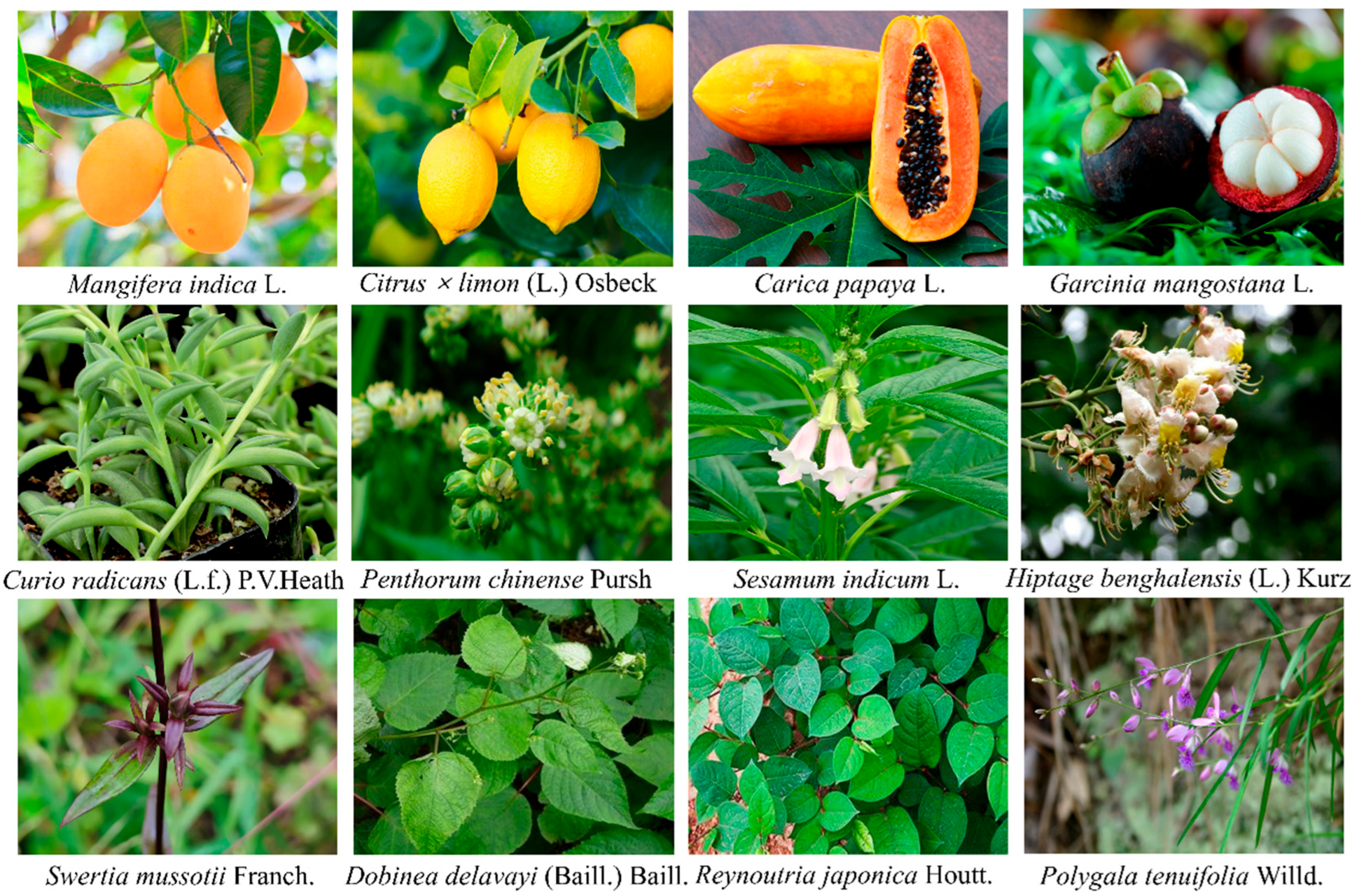 Nutrients 17 03401 g002 Nutrients 17 03401 g002