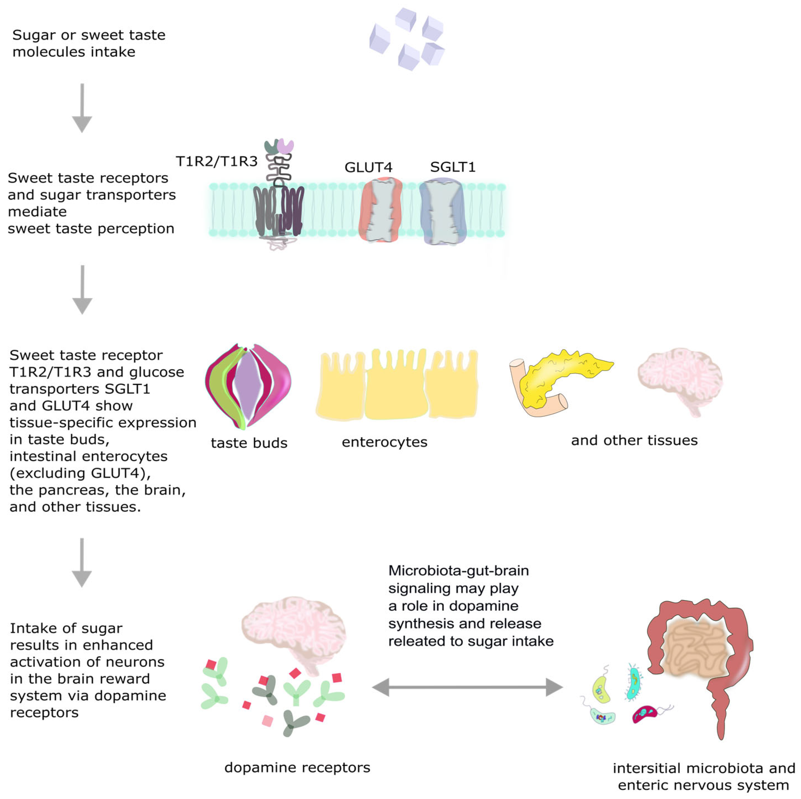 Nutrients 17 03417 g001 Nutrients 17 03417 g001