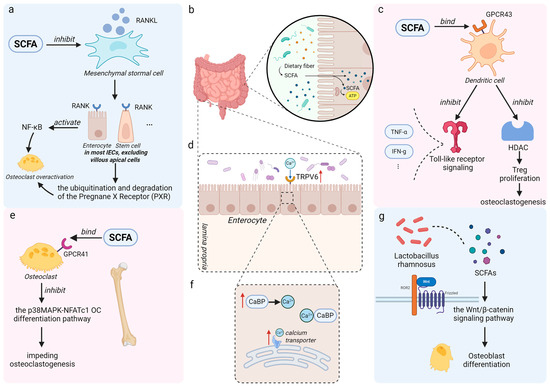 The Mediating Role of Bioactive Molecules in Gut Microbiota–Bone