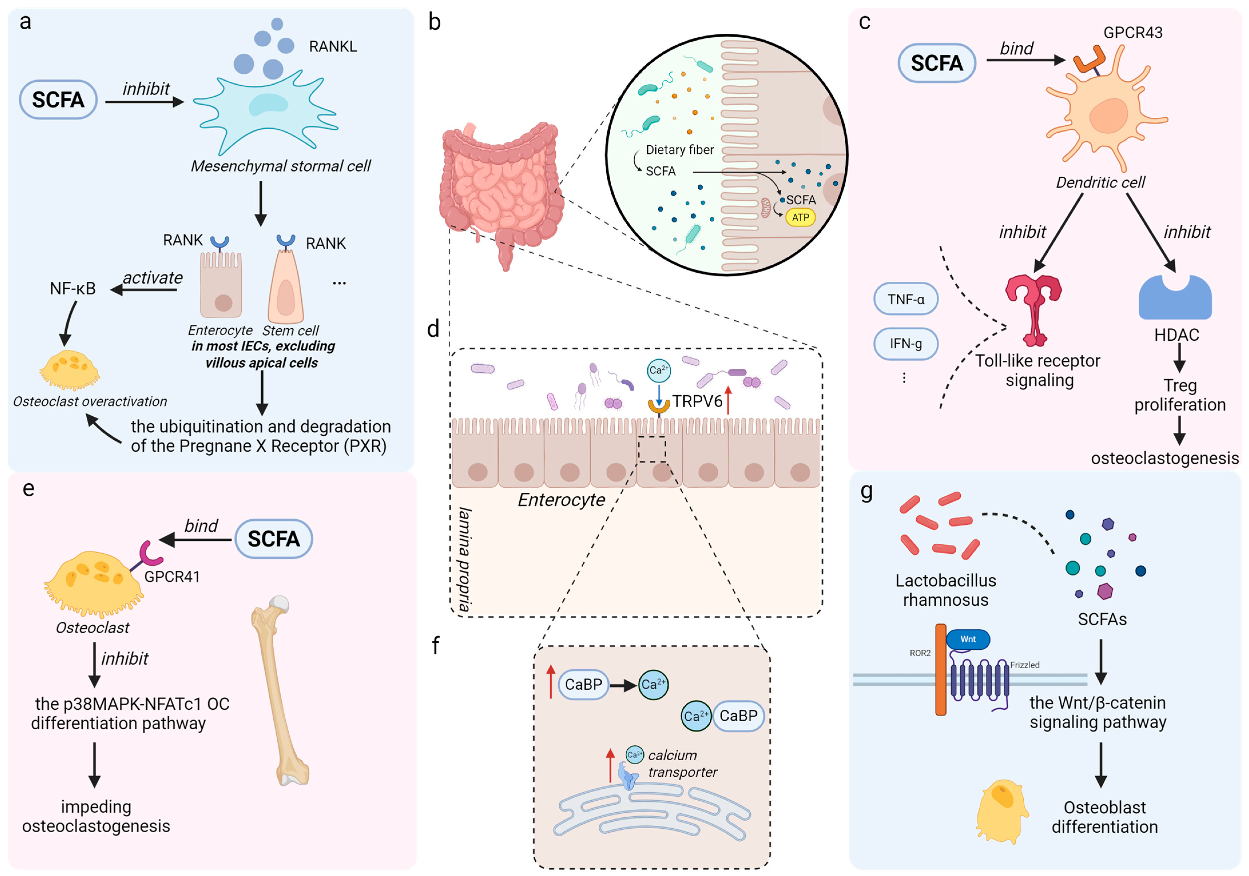 Nutrients 17 03421 g002 Nutrients 17 03421 g002