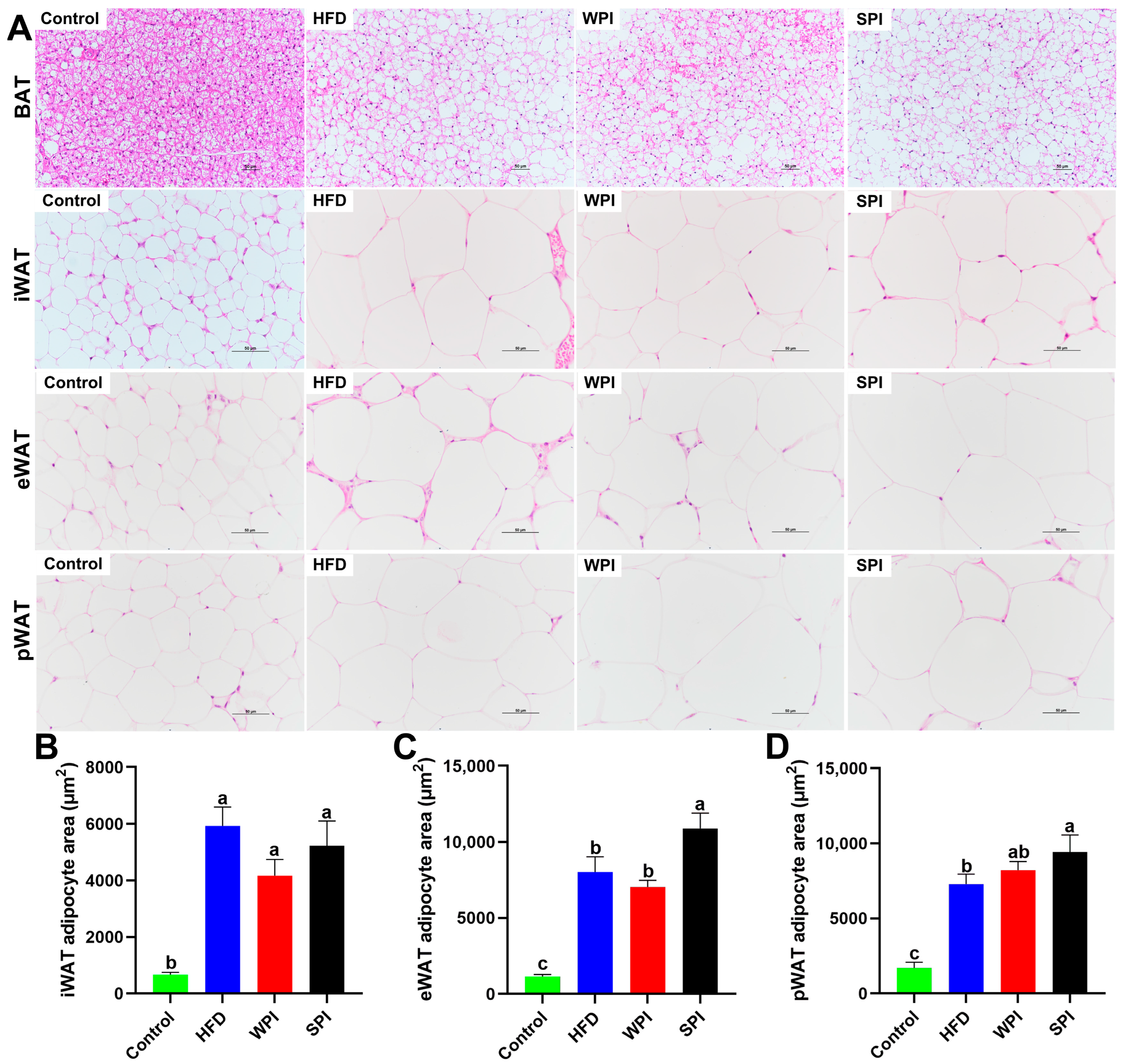 Nutrients 17 03427 g008