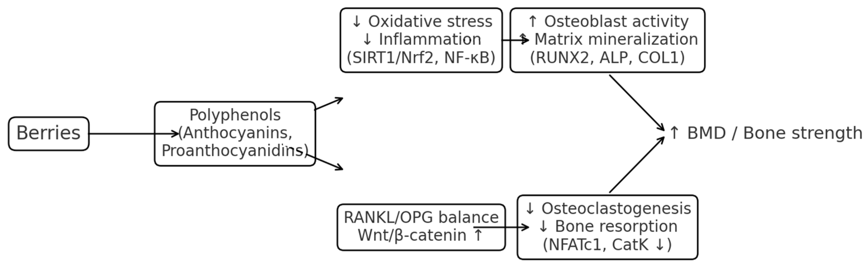 Nutrients 17 03440 g005 Nutrients 17 03440 g005