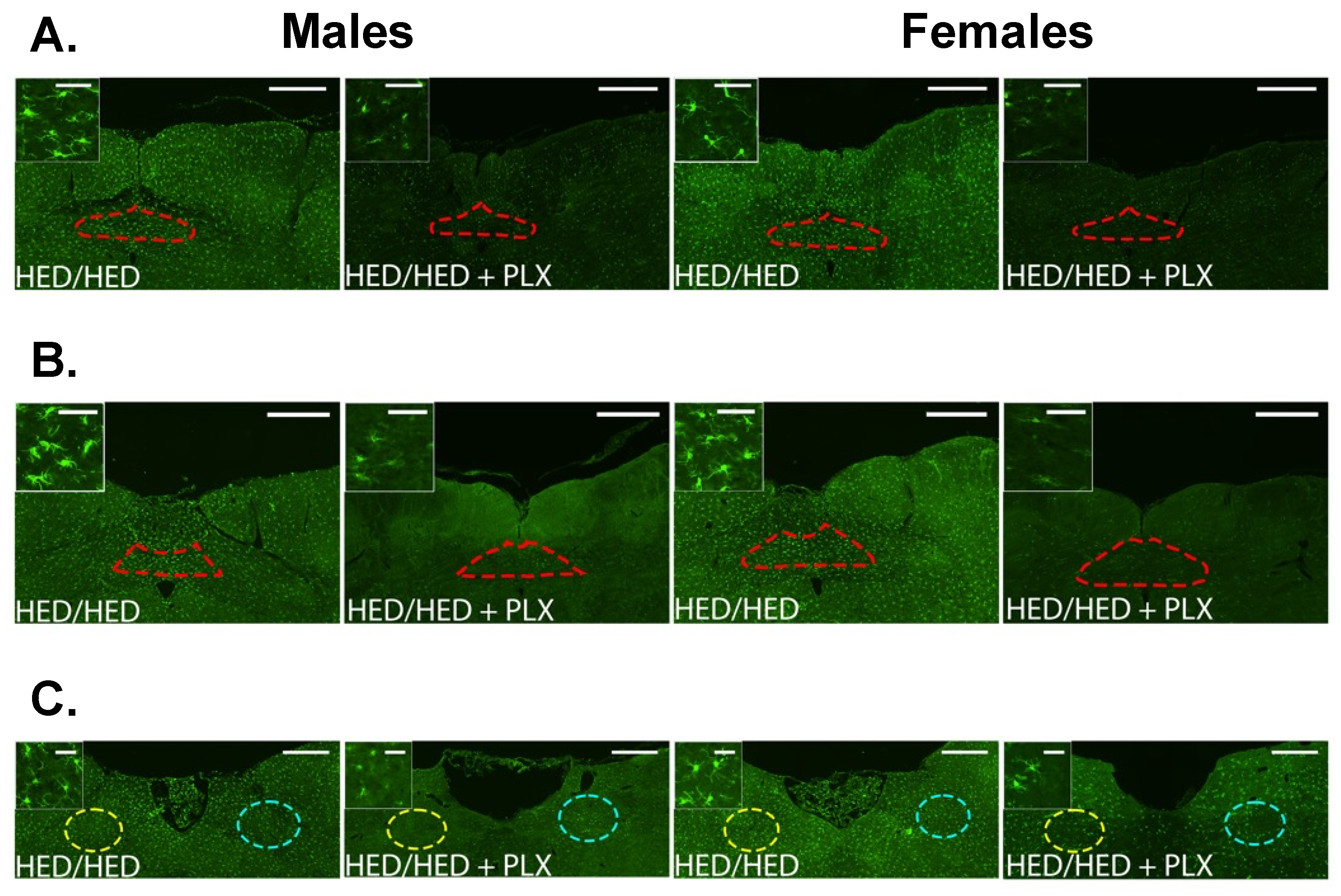 Nutrients 17 03445 g008 Nutrients 17 03445 g008