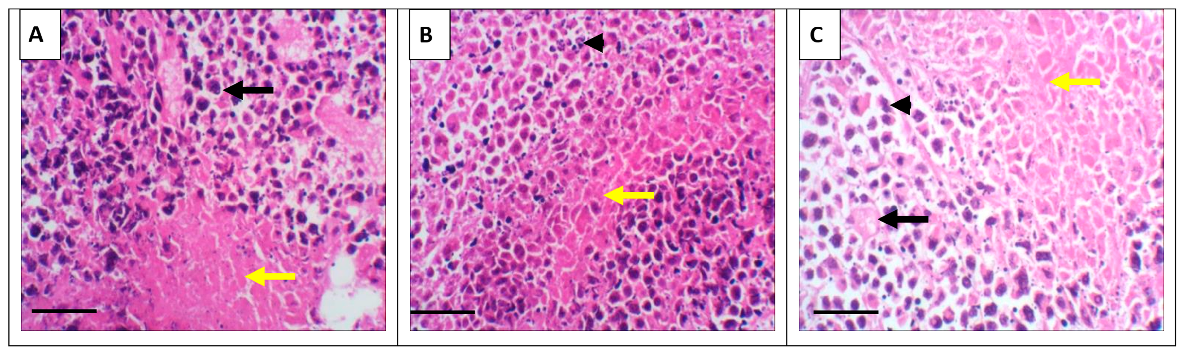 Nutrients 17 03450 g005 Nutrients 17 03450 g005