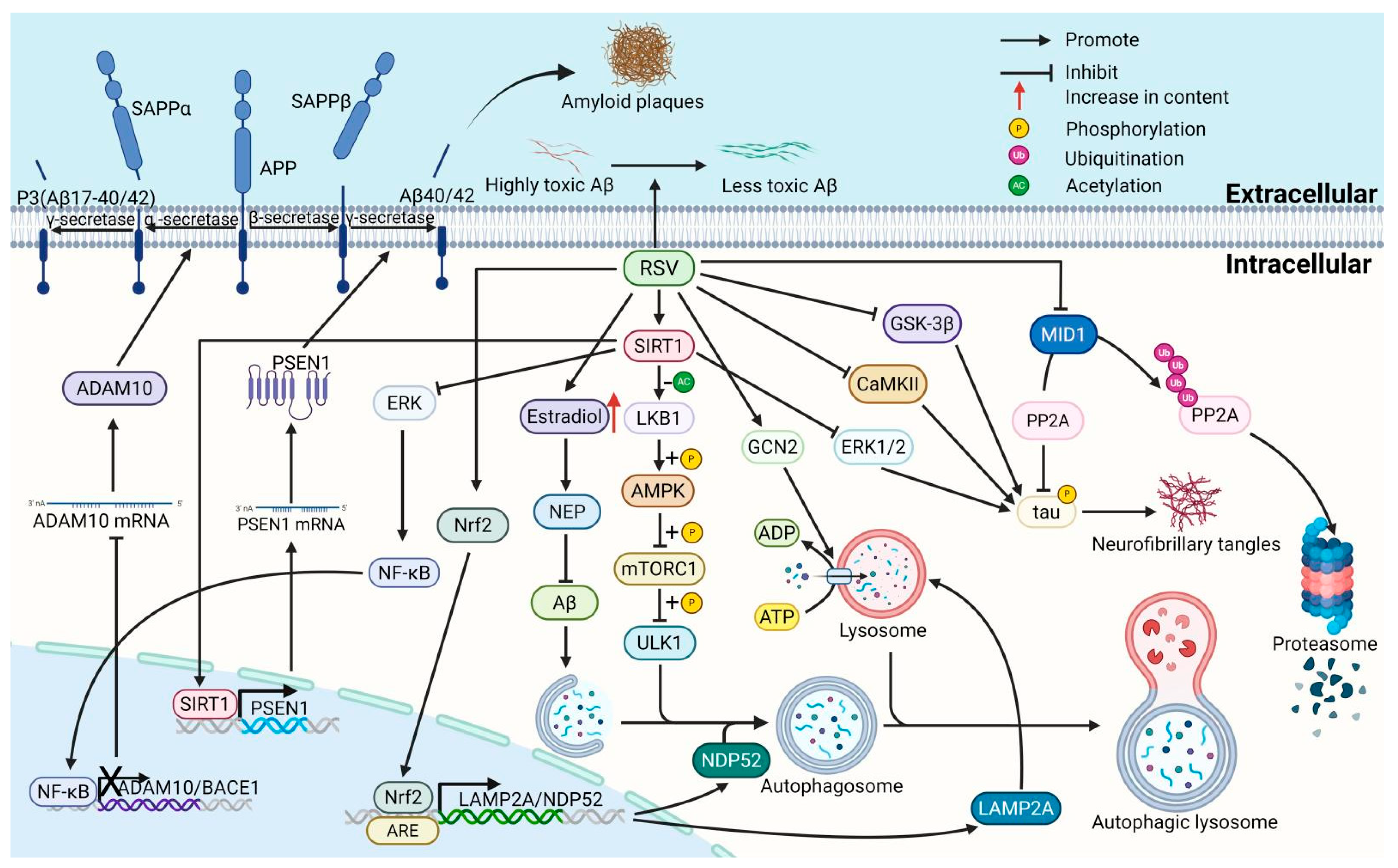 Nutrients 17 03451 g001