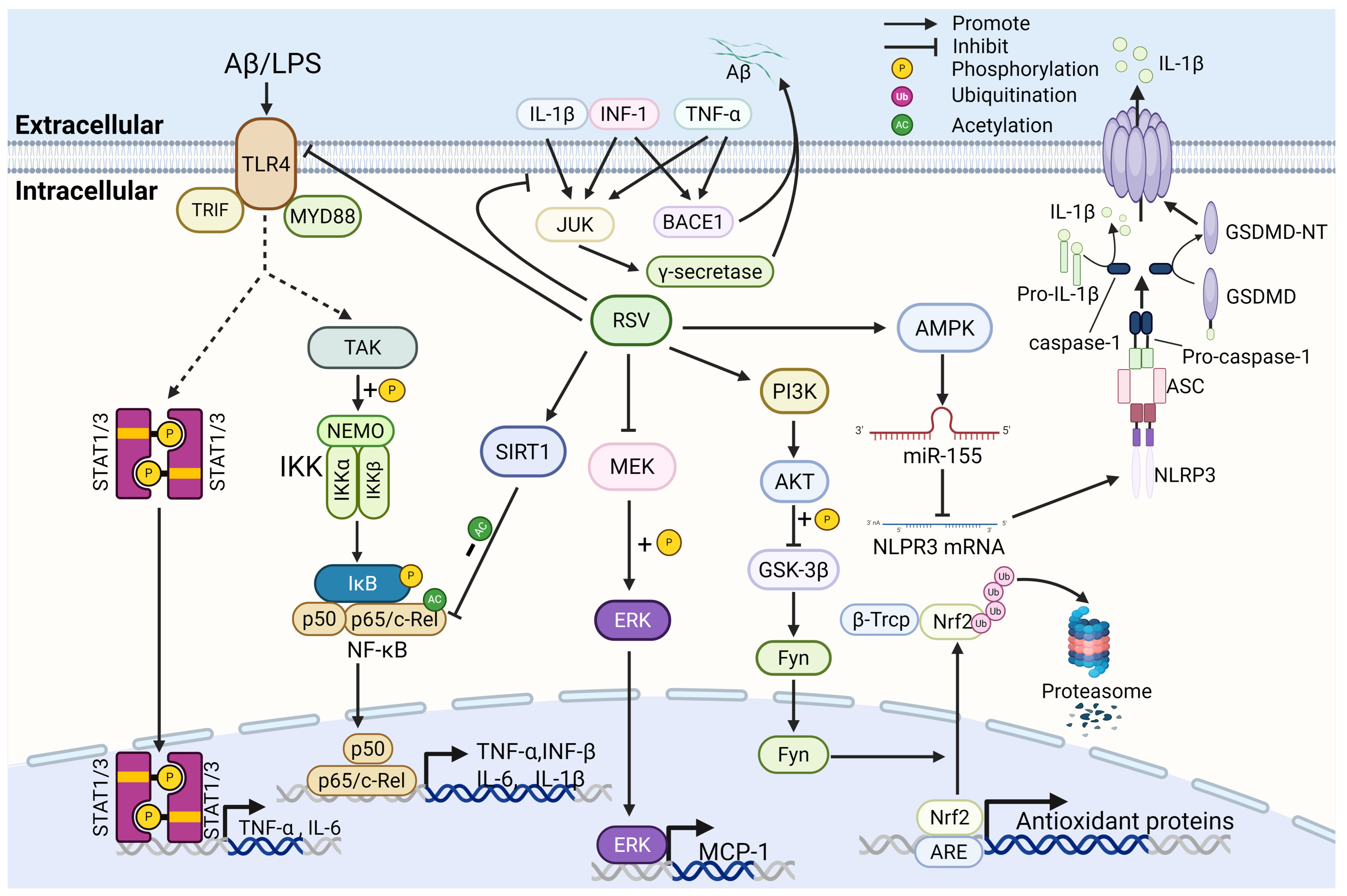 Nutrients 17 03451 g002