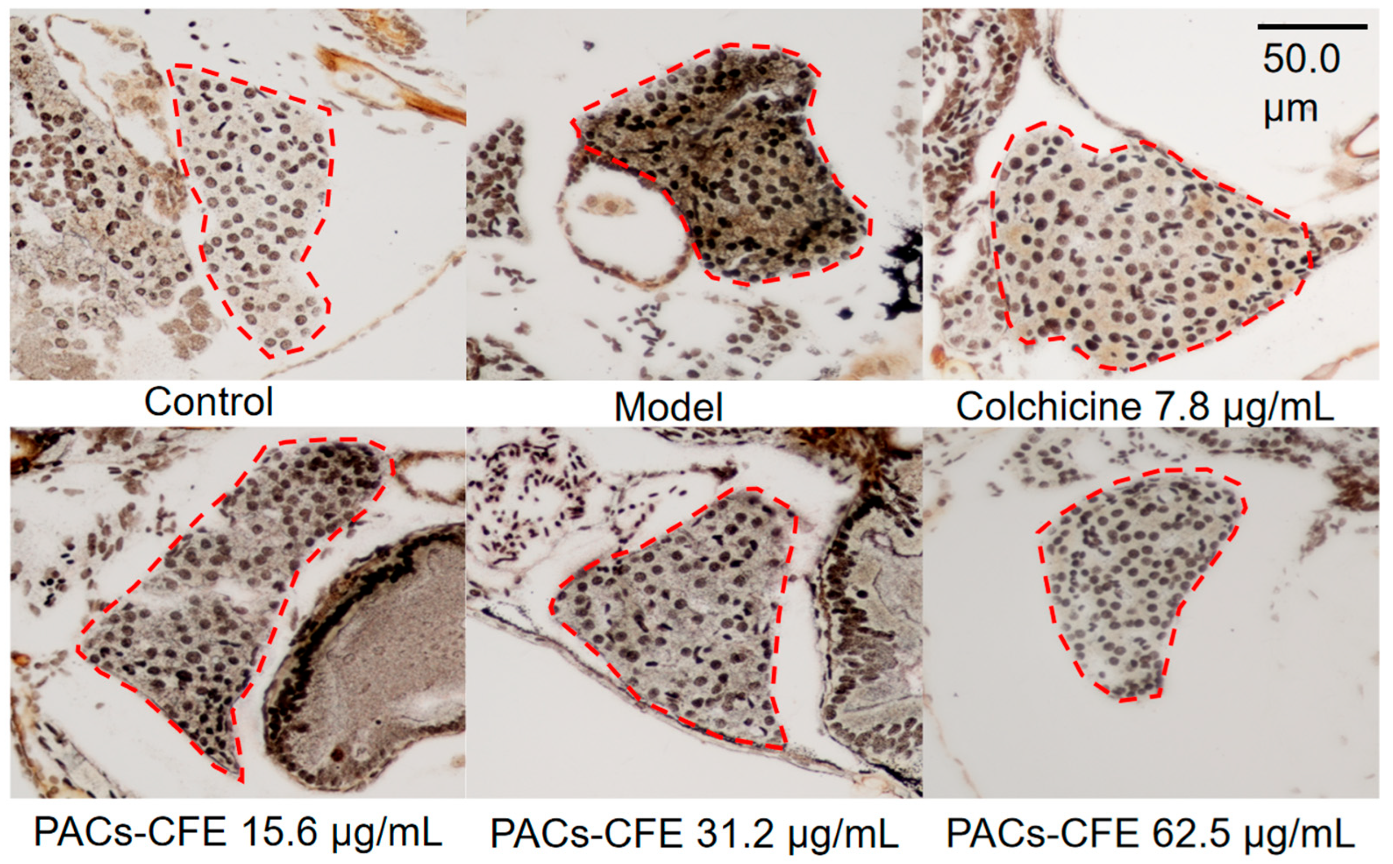 Nutrients 17 03463 g002 Nutrients 17 03463 g002