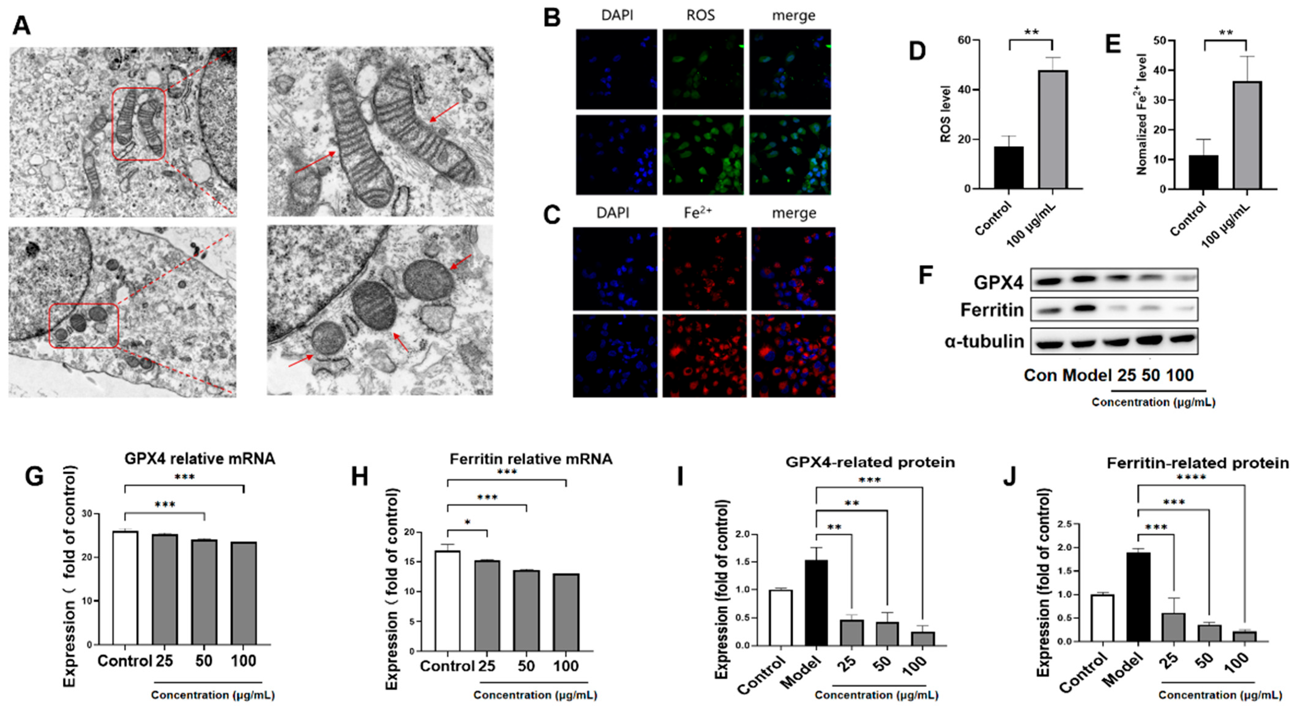 Nutrients 17 03463 g004 Nutrients 17 03463 g004