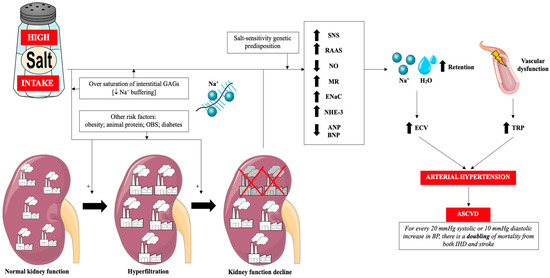 High Salt Intake and Atherosclerosis Progression—Not Only via